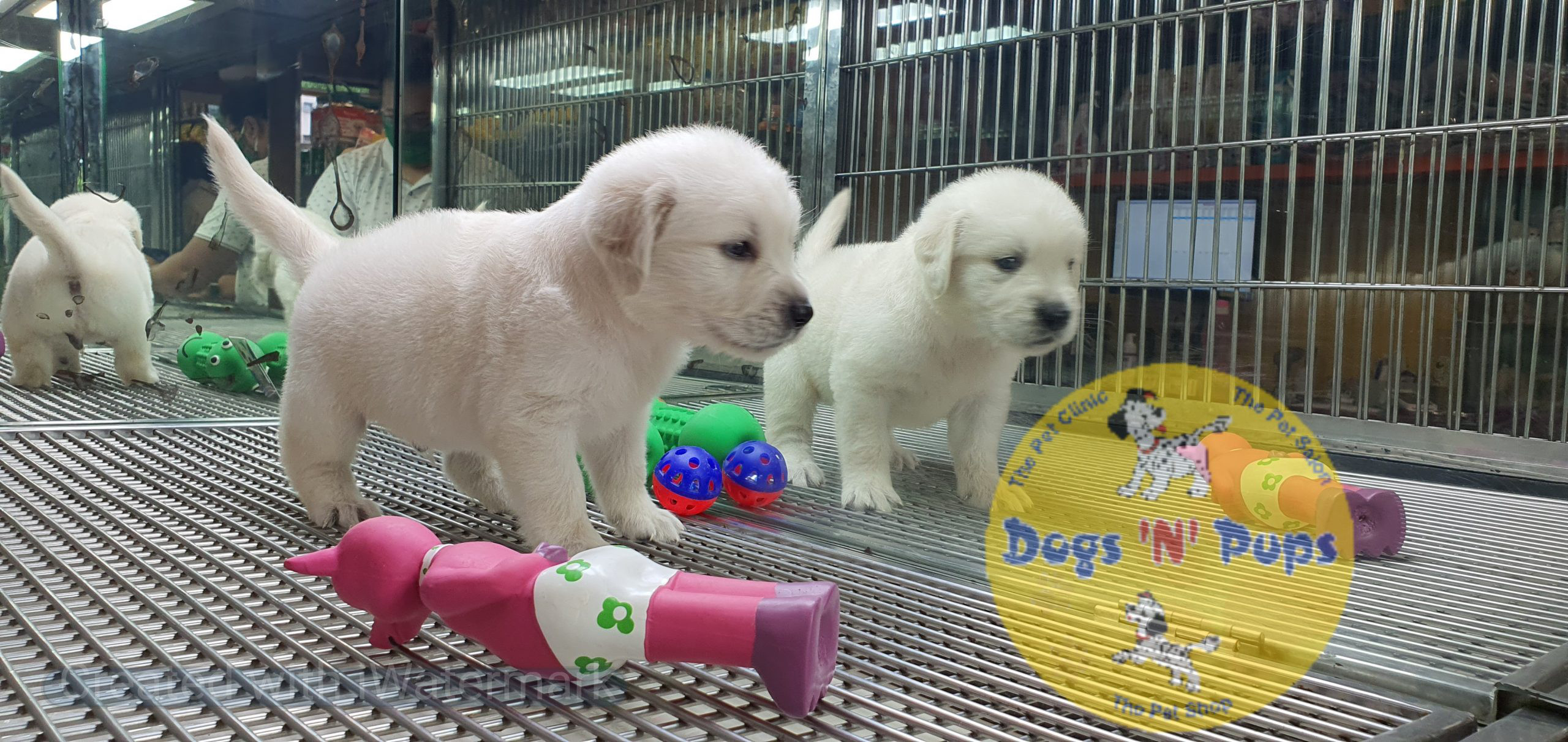 Golden retriever puppies image 7