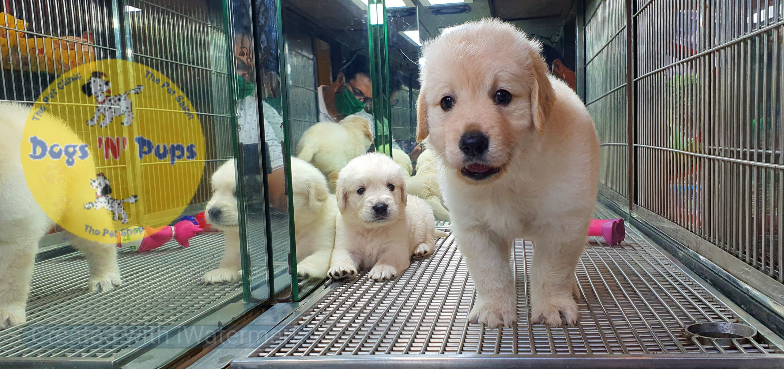 Golden retriever puppies image 8