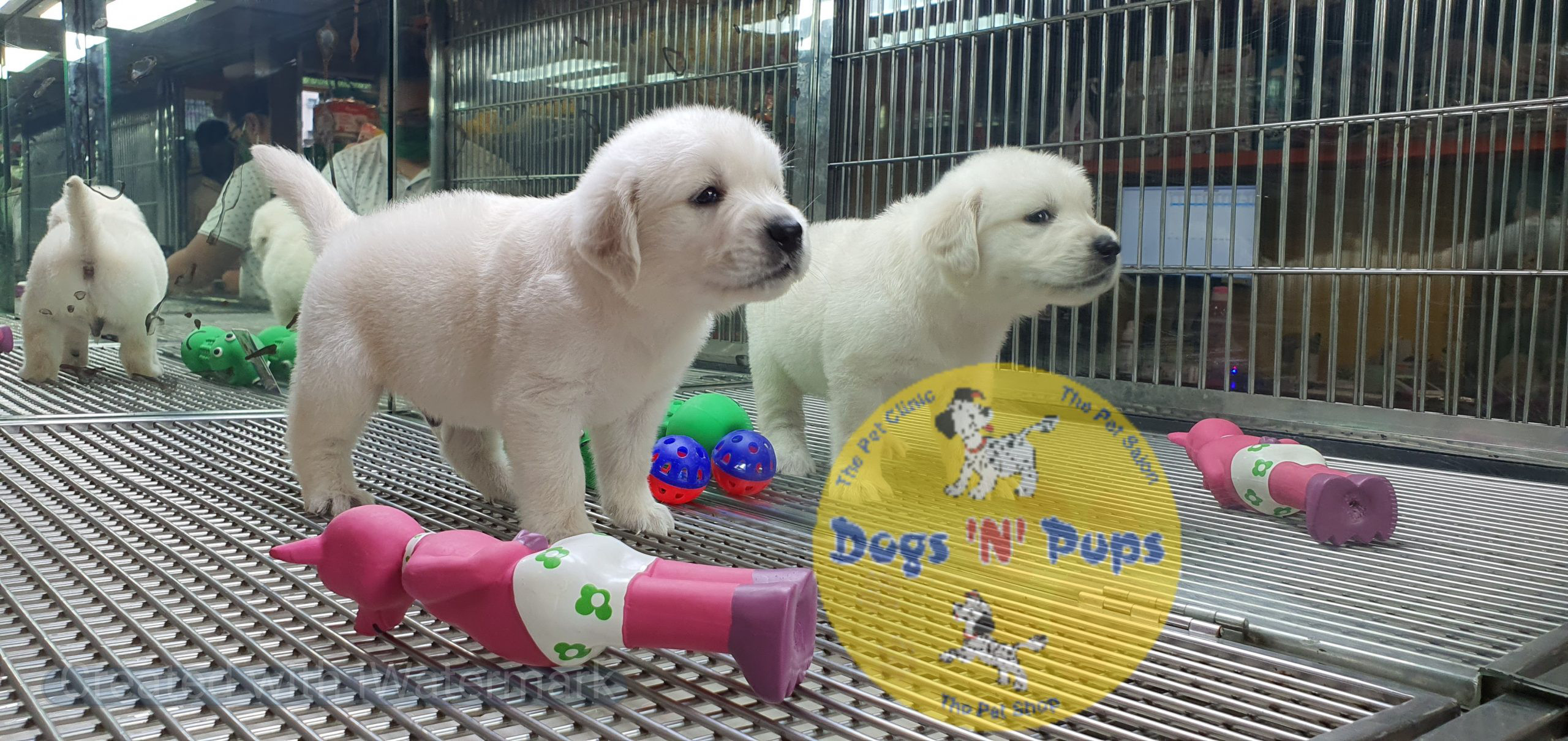 Golden retriever puppies image 9