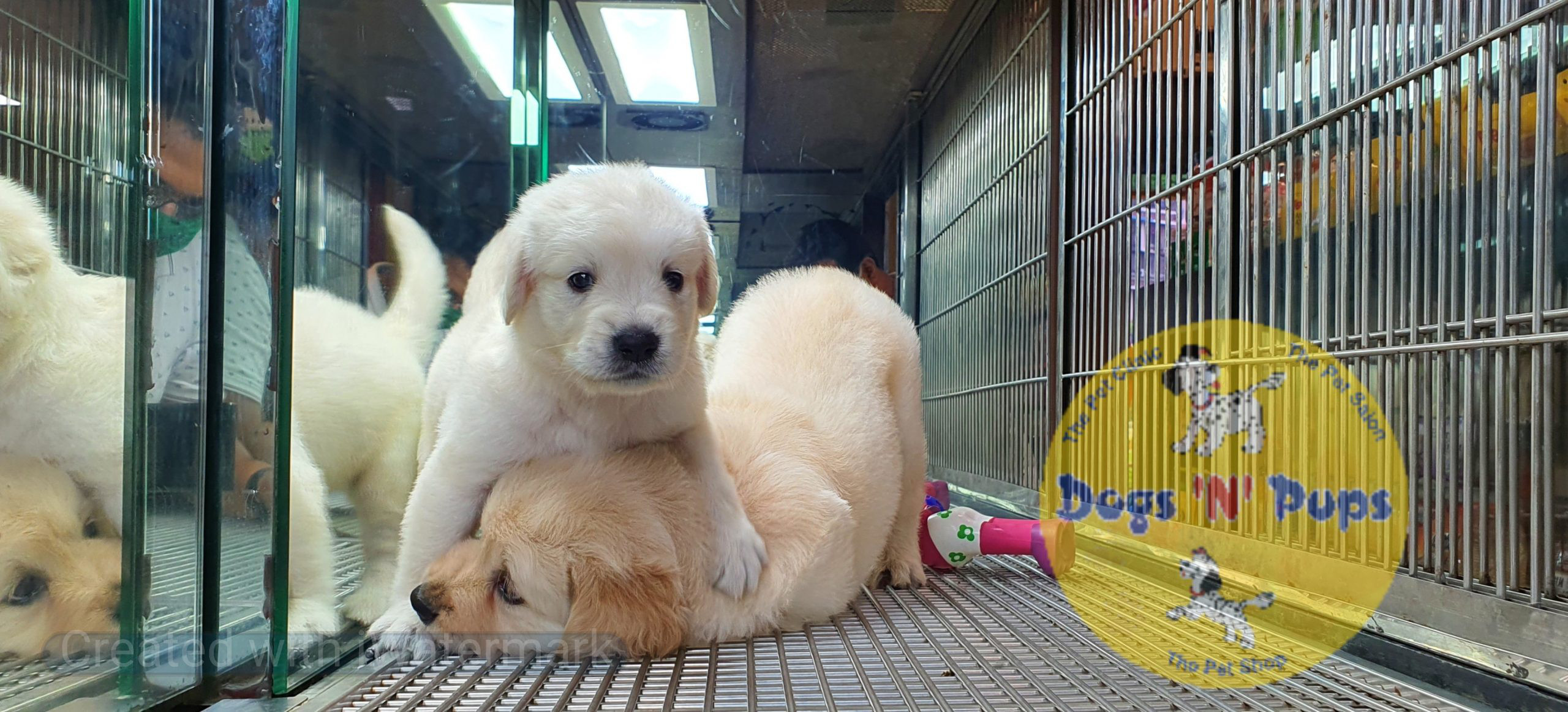 Golden retriever puppies image 10