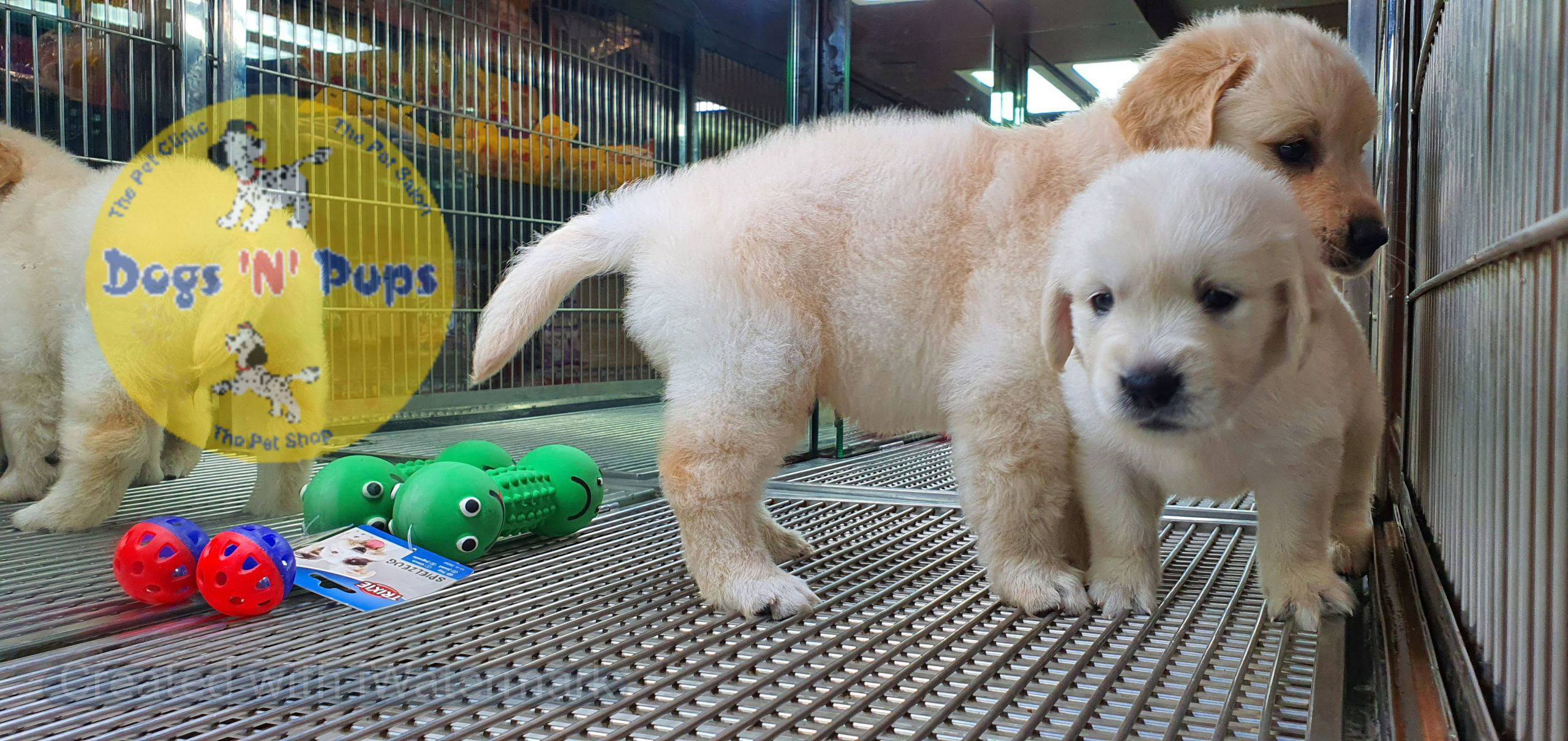 Golden retriever puppies image 13