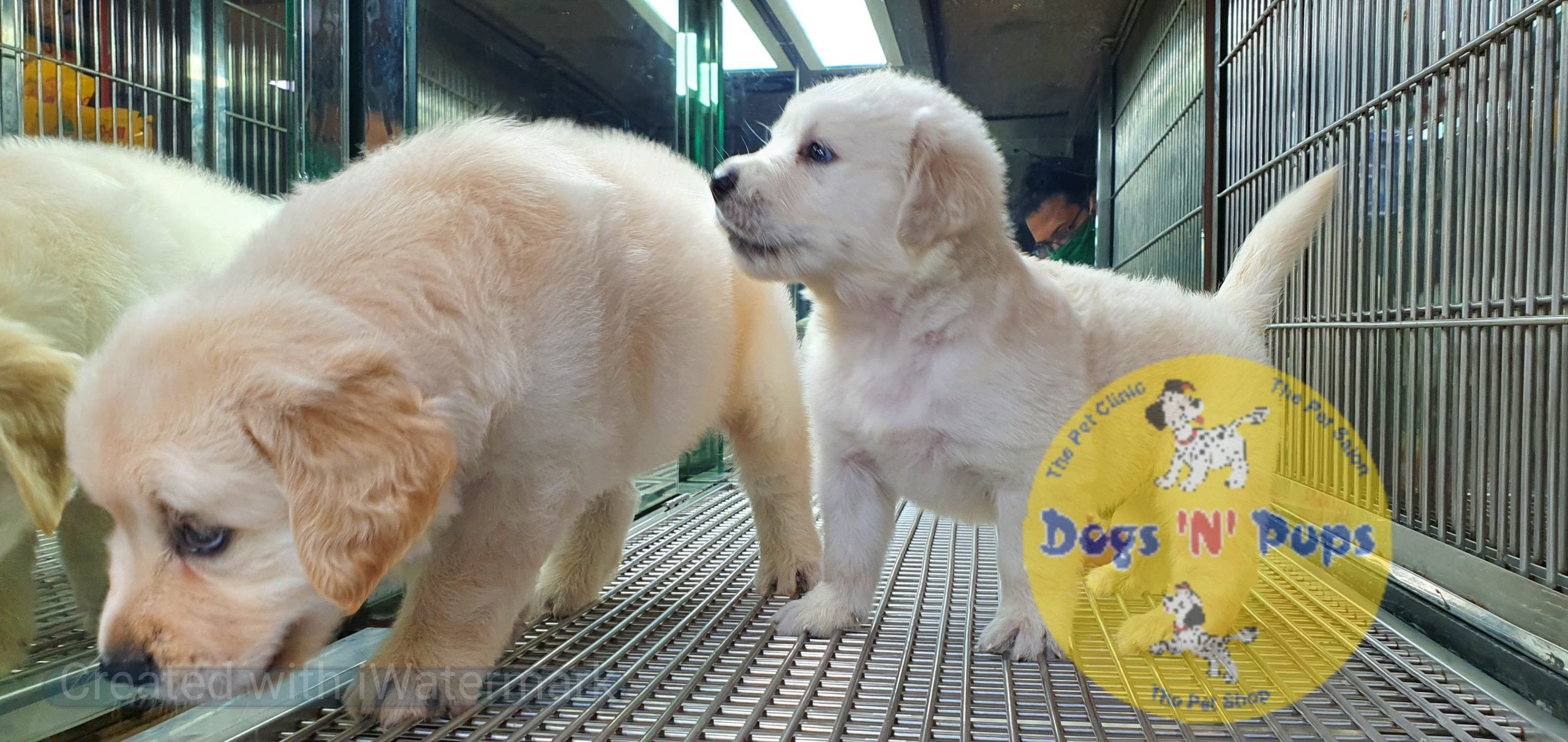 Golden retriever puppies image 14