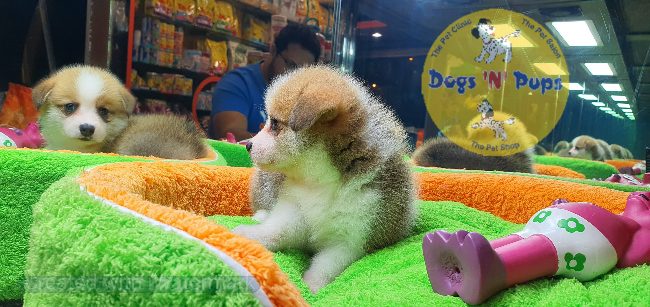 next dog posted image