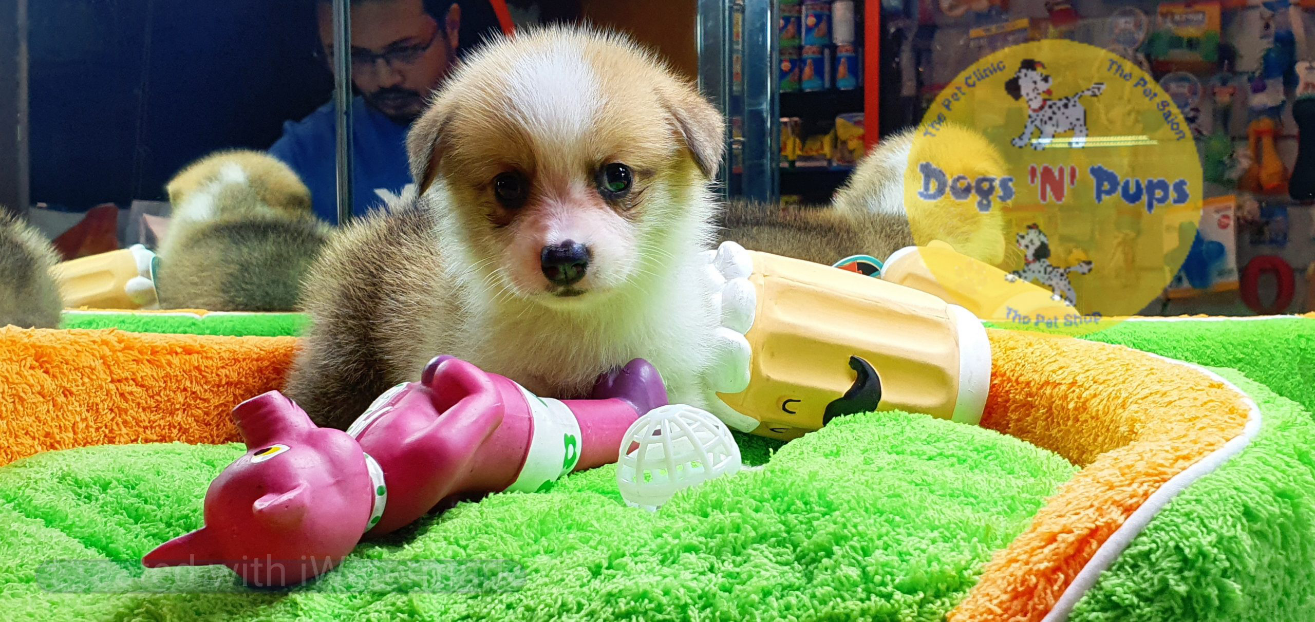 Welsh corgi image 10