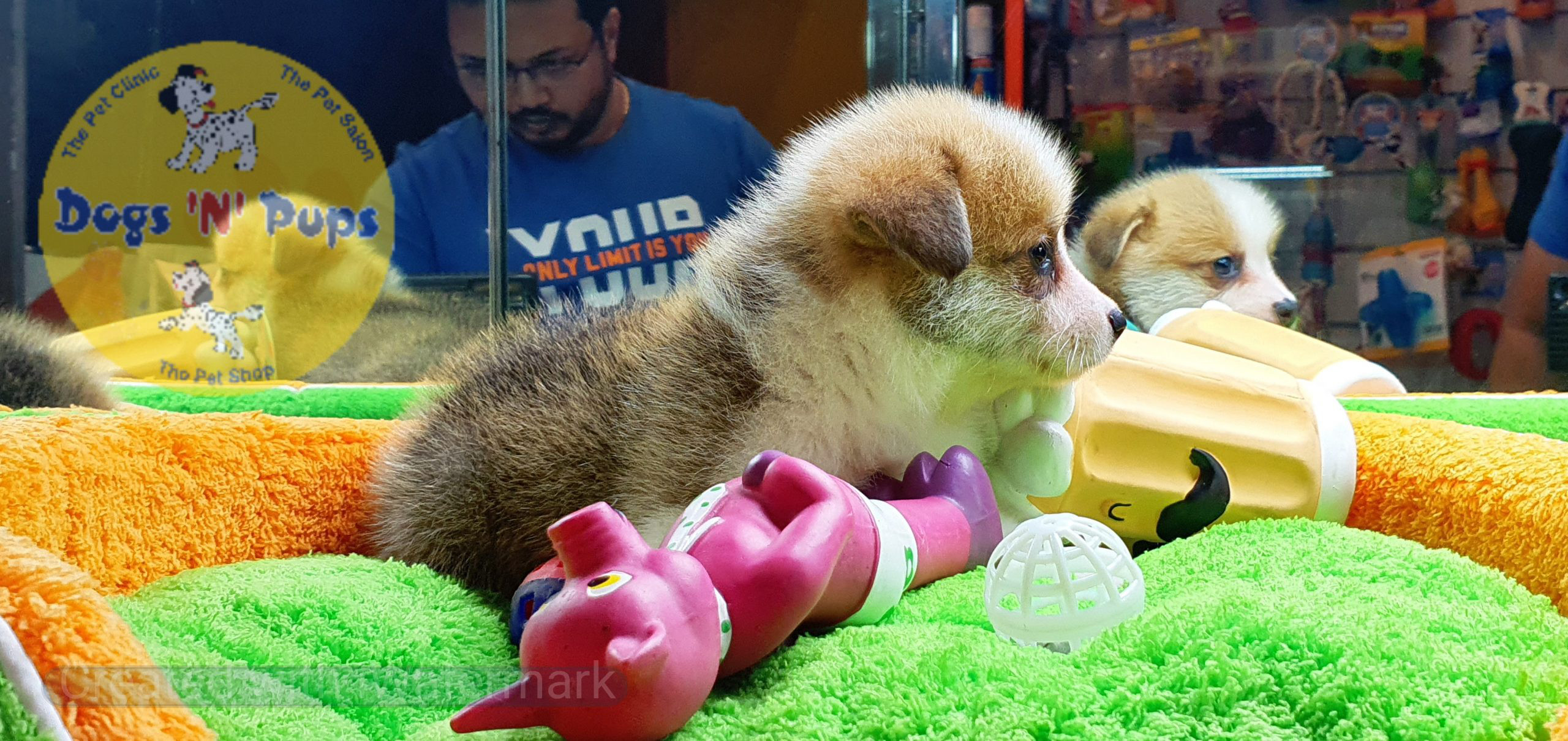 Welsh corgi image 11