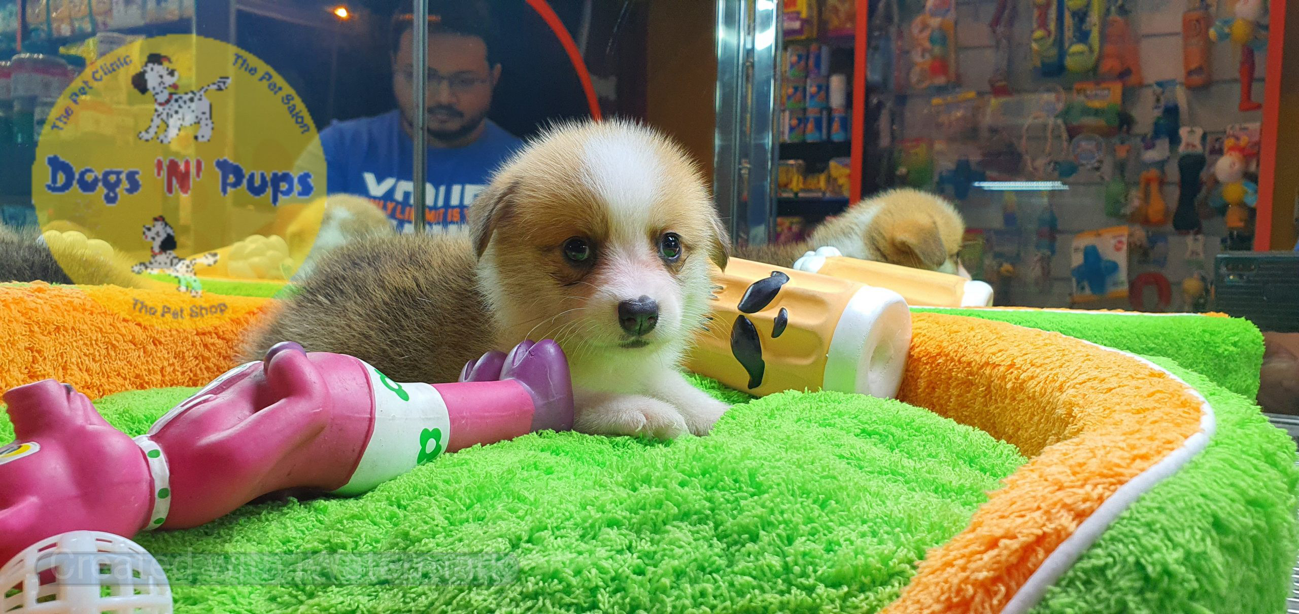 Welsh corgi image 12