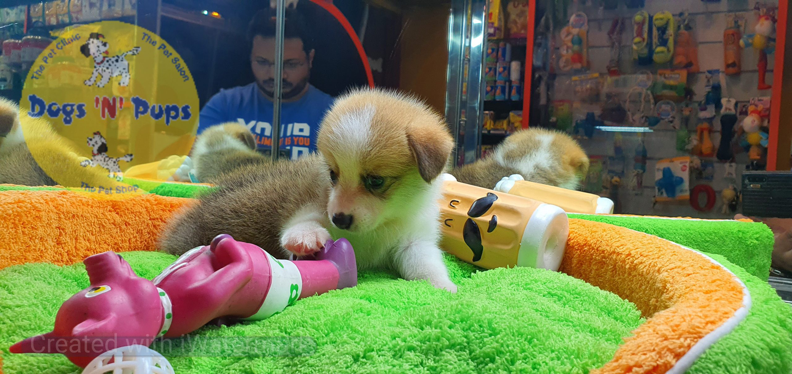 Welsh corgi image 13