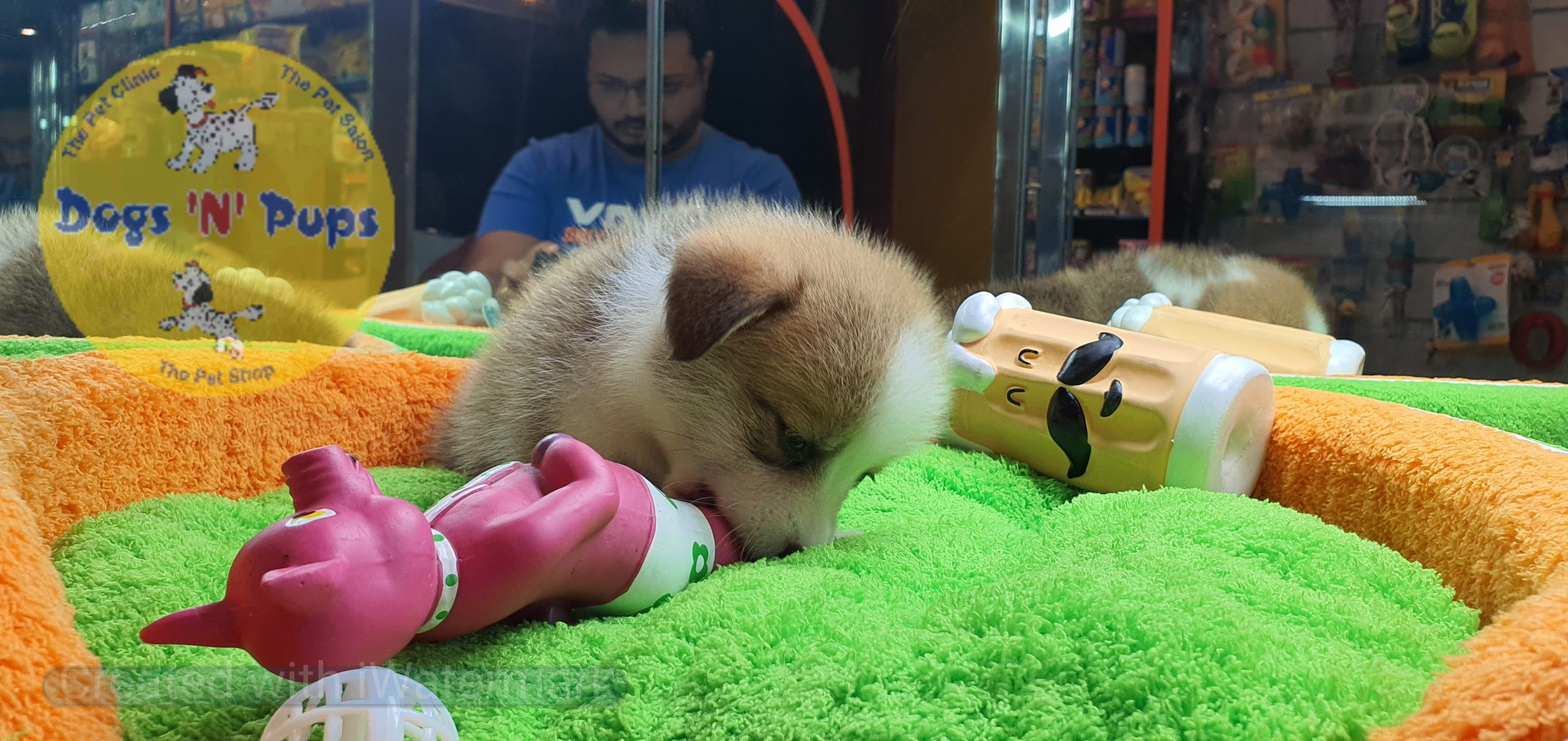 Welsh corgi image 14