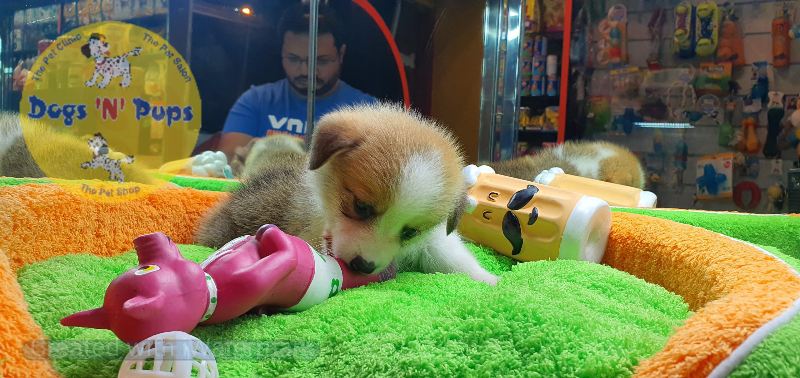 Welsh corgi image 15