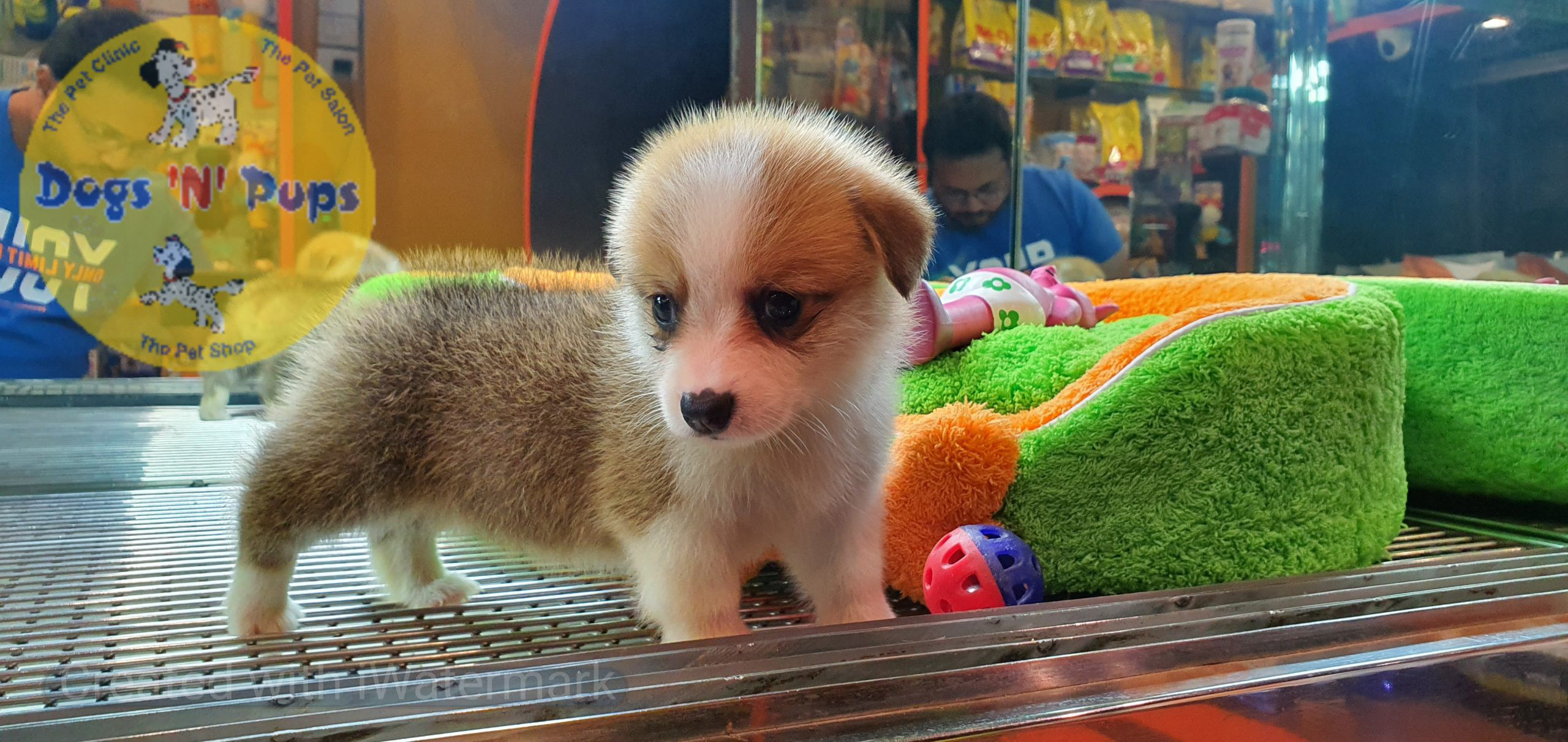 Welsh corgi image 16