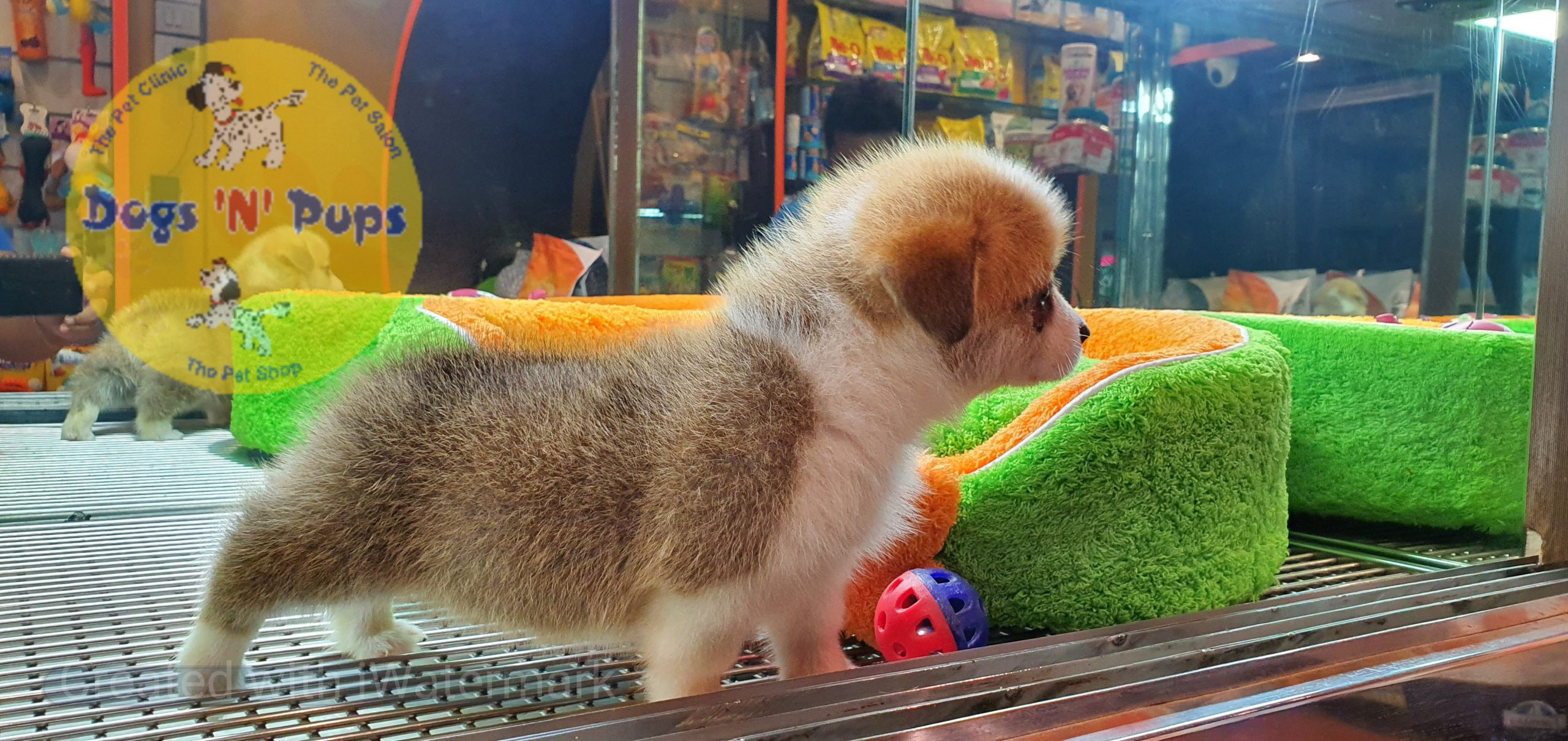 Welsh corgi image 17