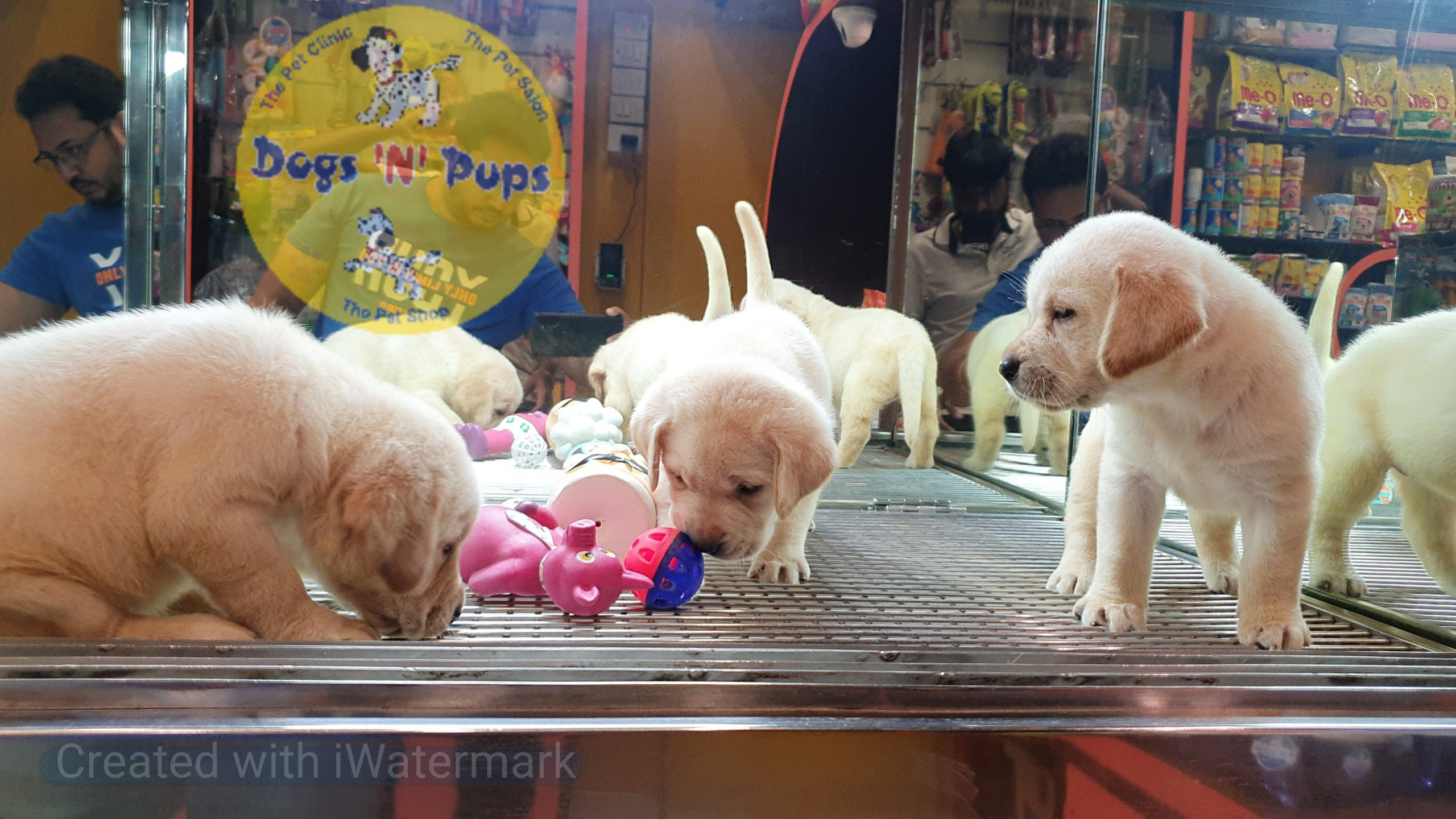 next dog posted image