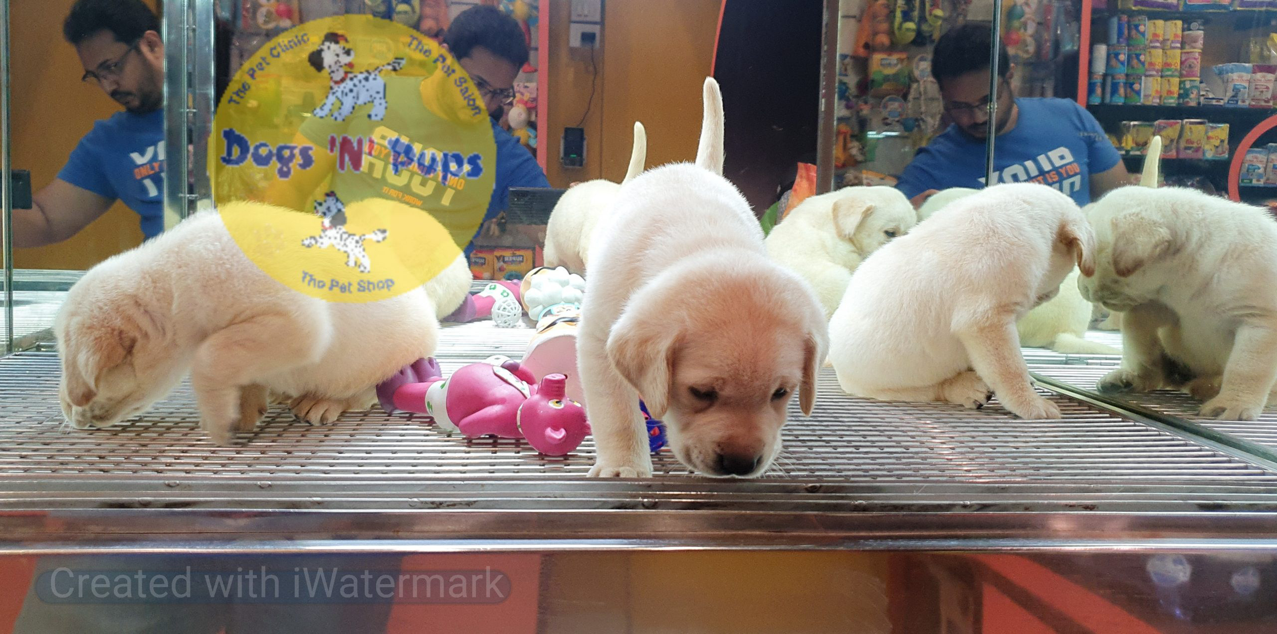 Labrador puppies image 2
