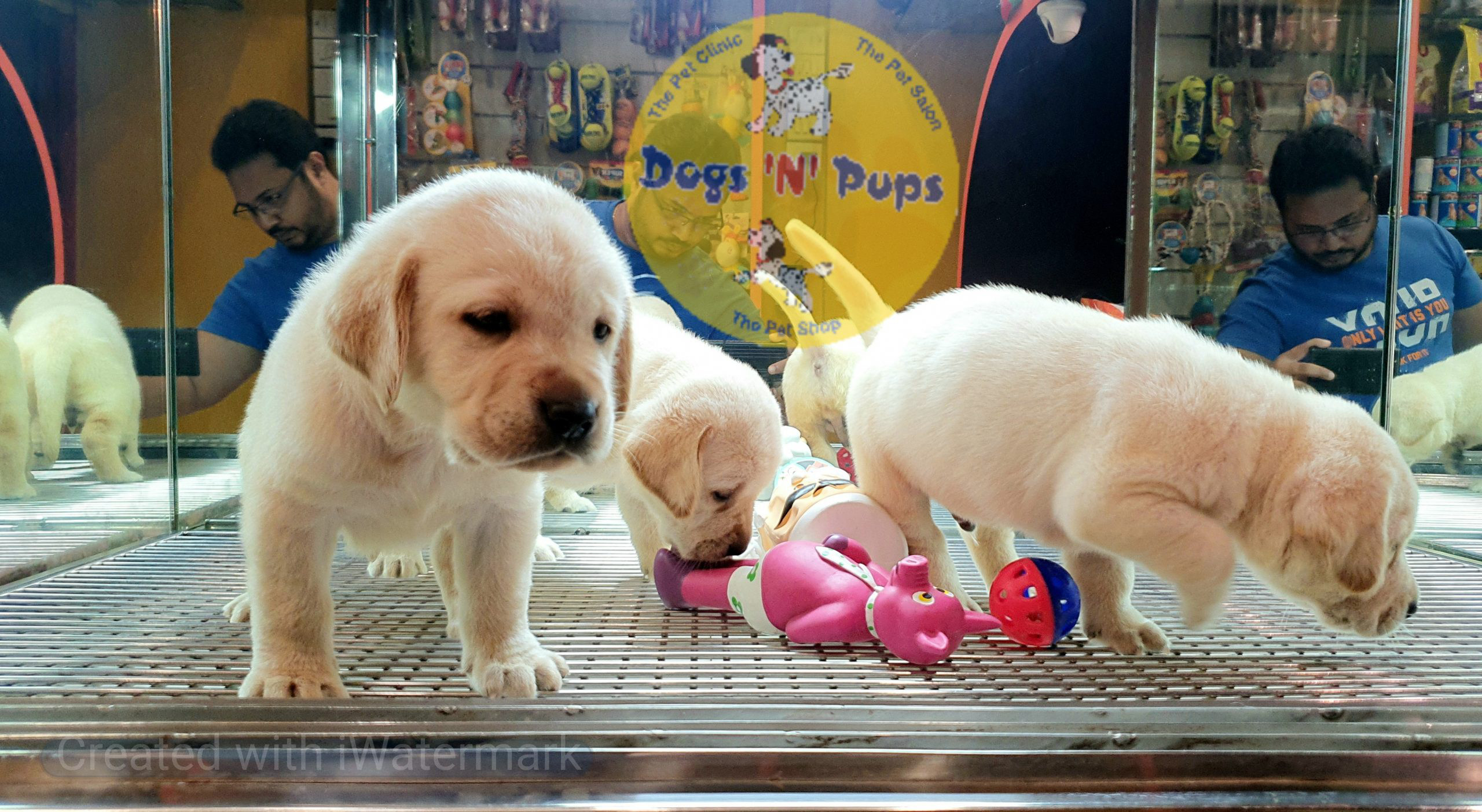 Labrador puppies image 3