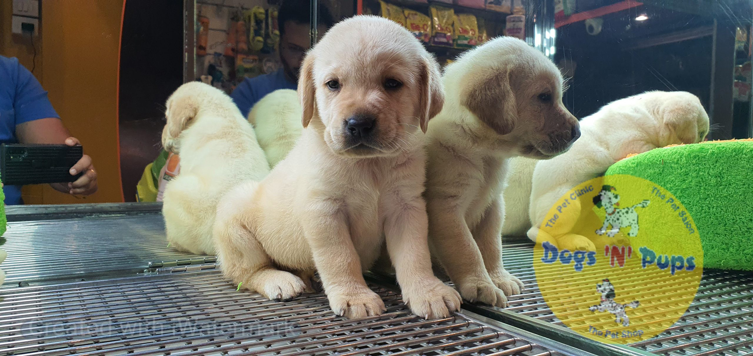 Labrador puppies image 4