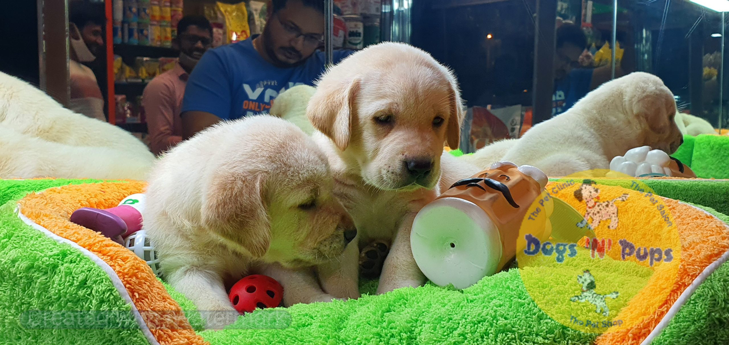 Labrador puppies image 5