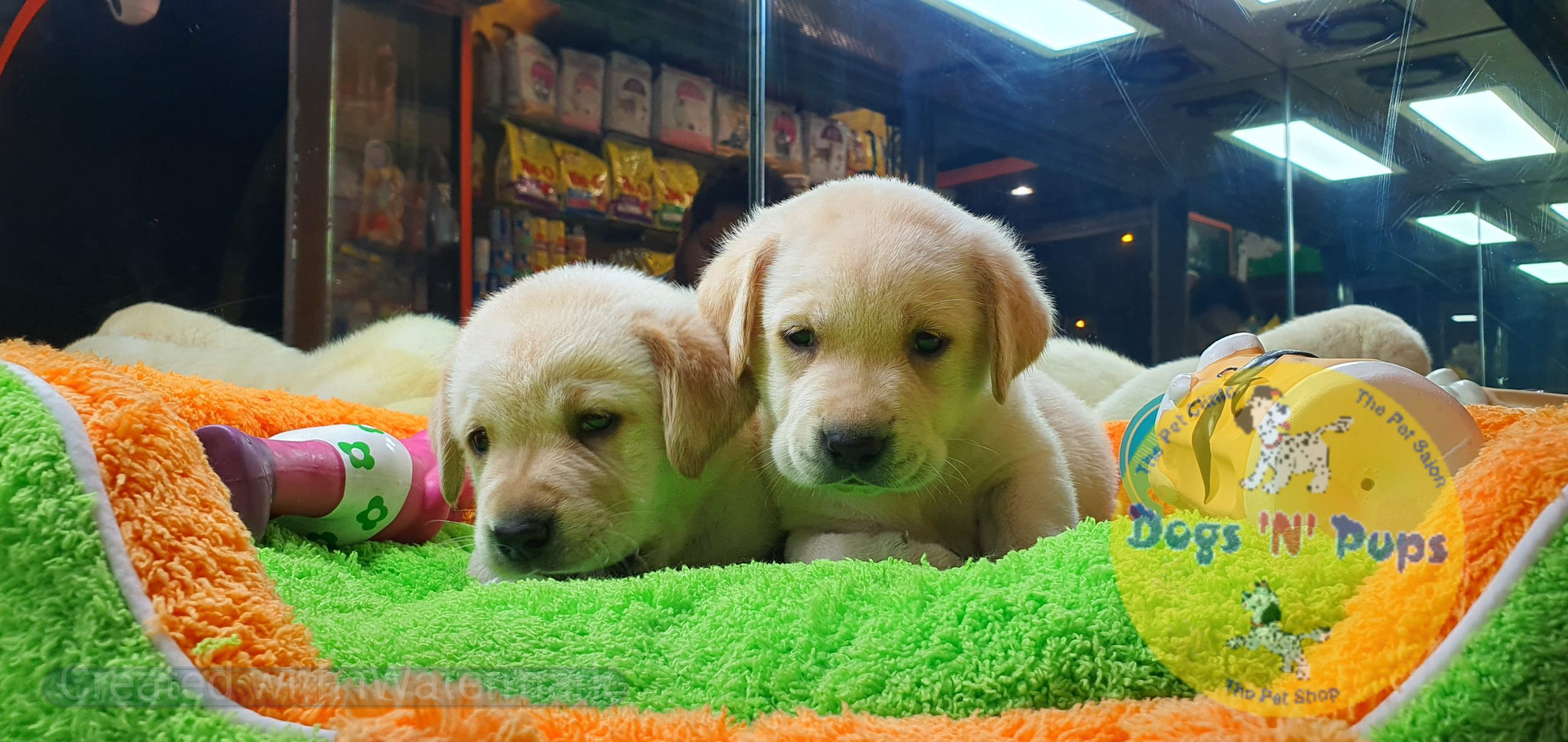 Labrador puppies image 6