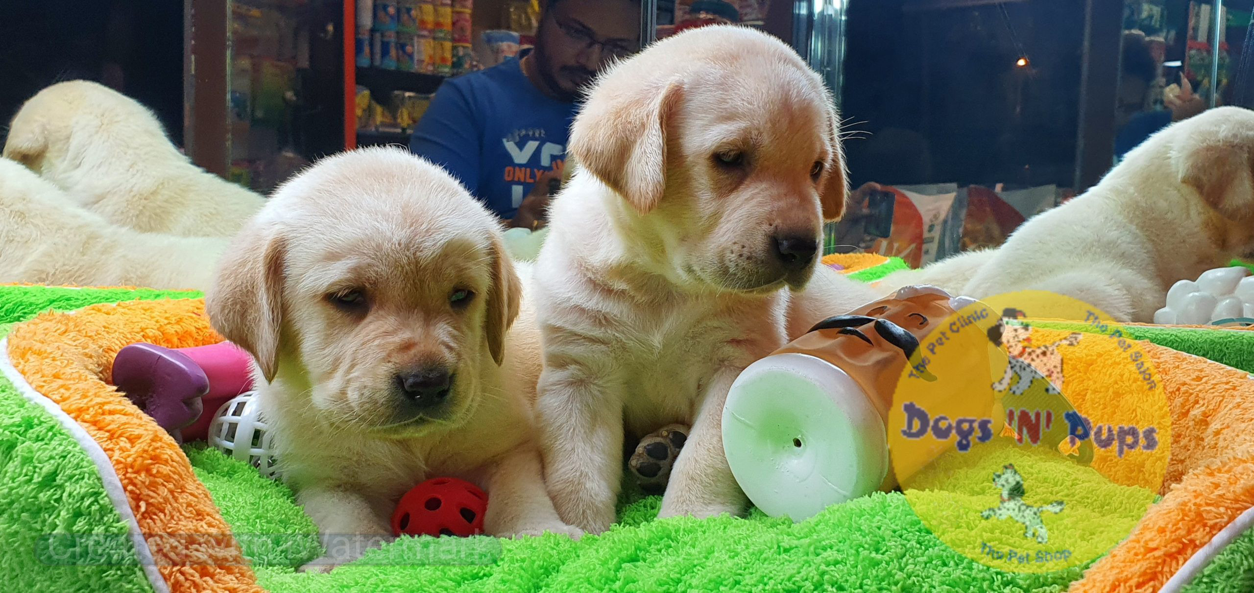Labrador puppies image 7