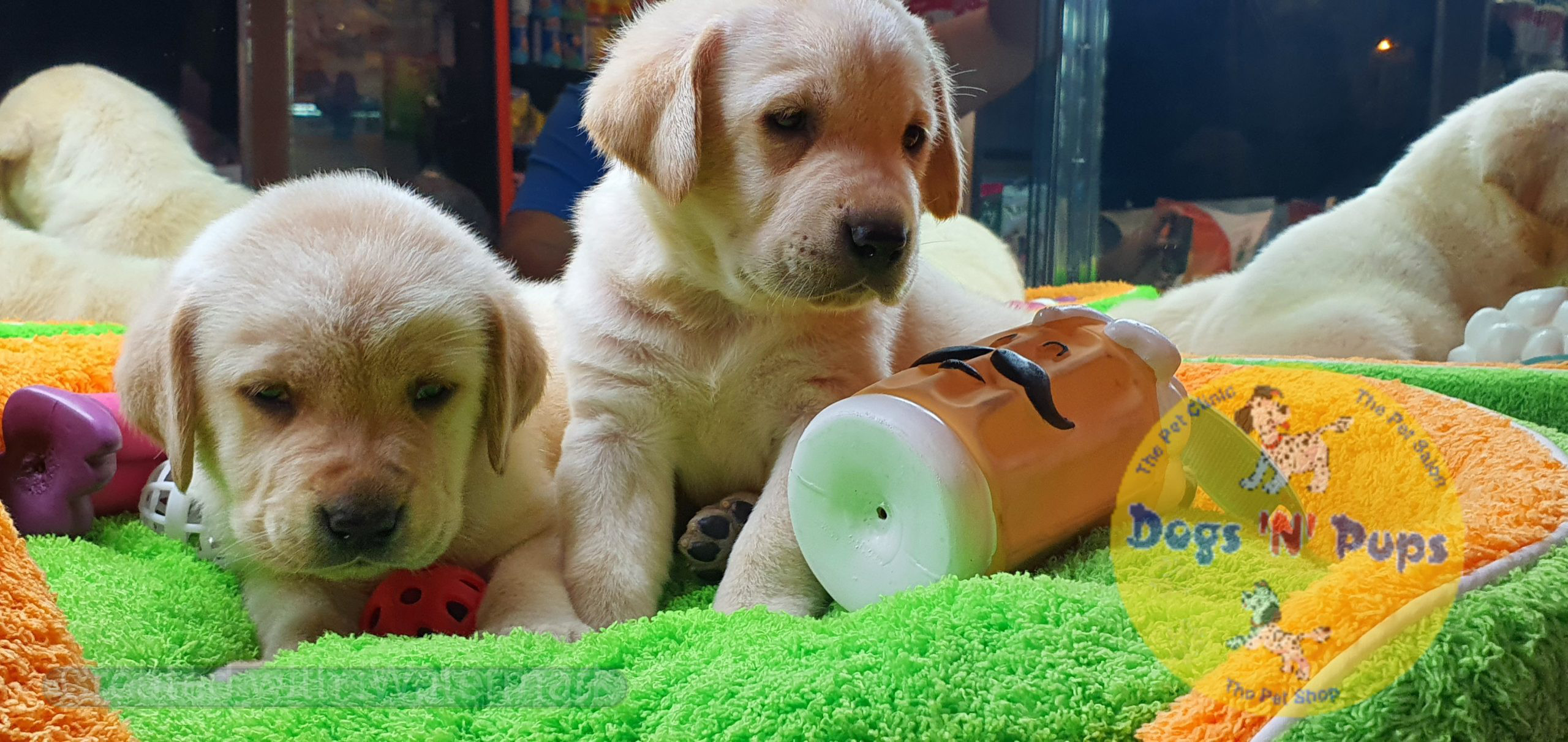 Labrador puppies image 8
