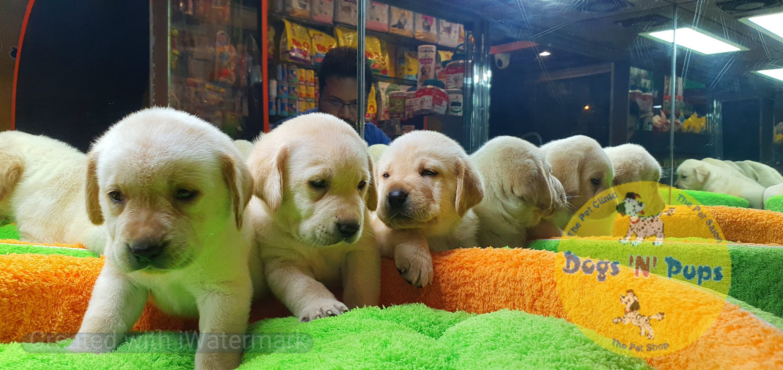Labrador puppies image 9