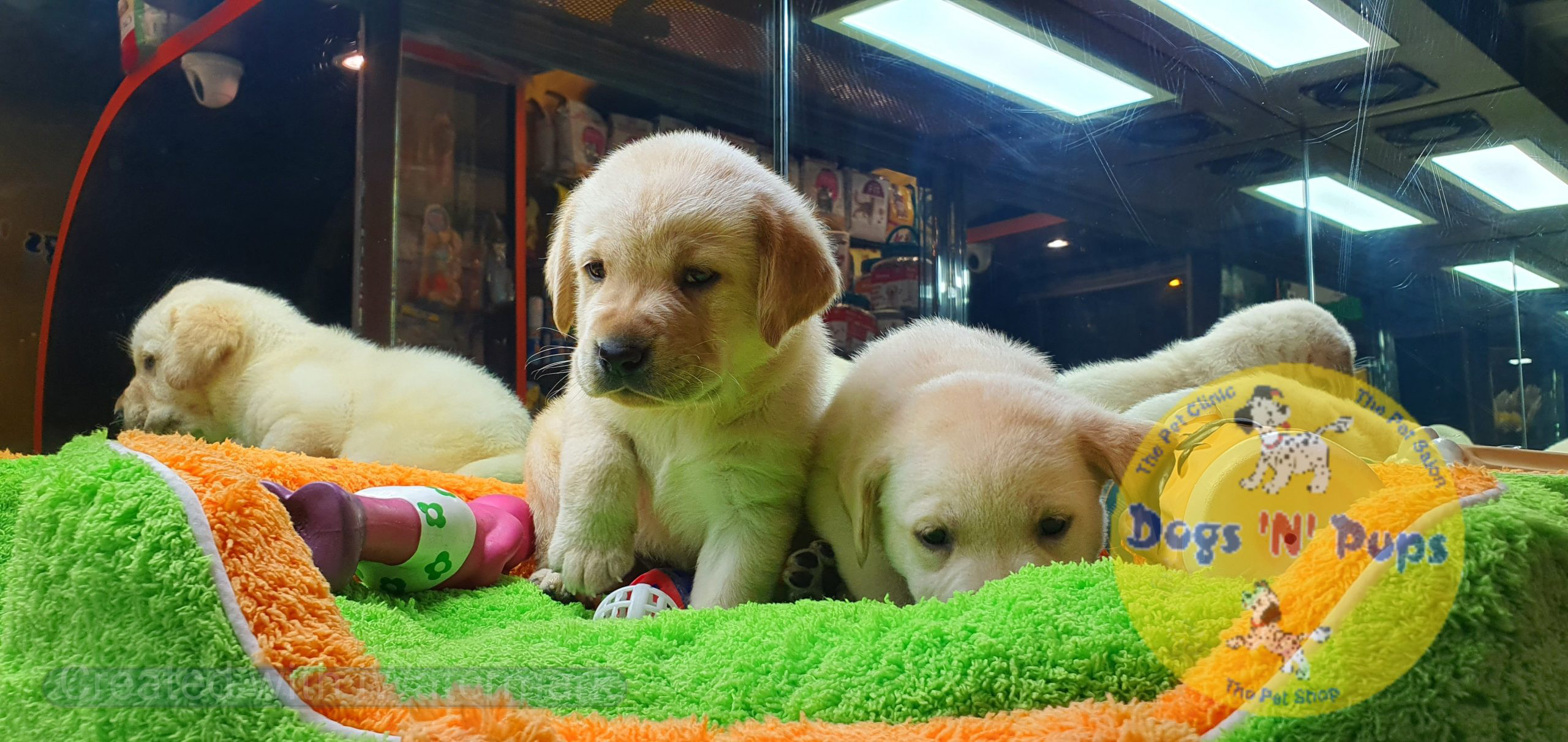 Labrador puppies image 10