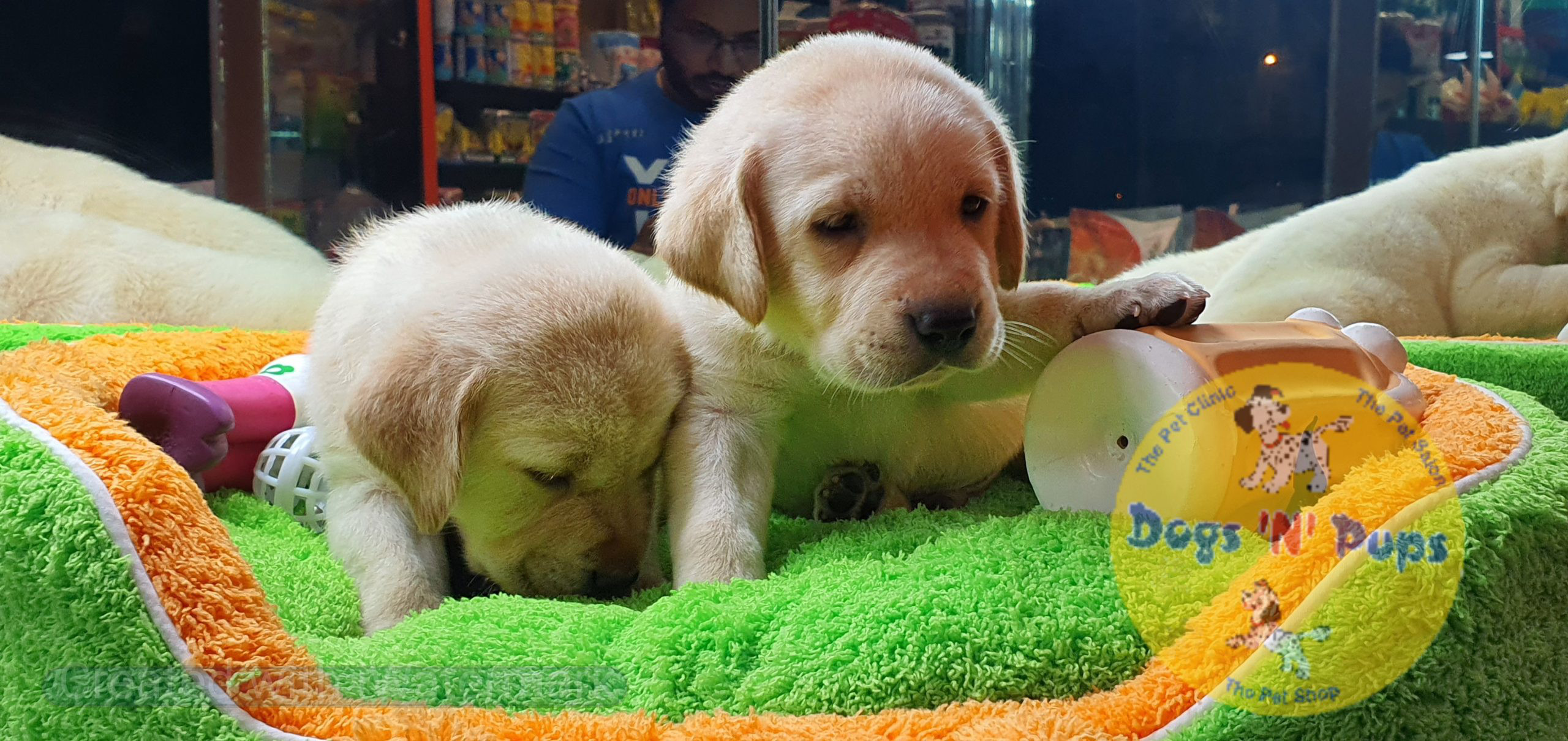 Labrador puppies image 11