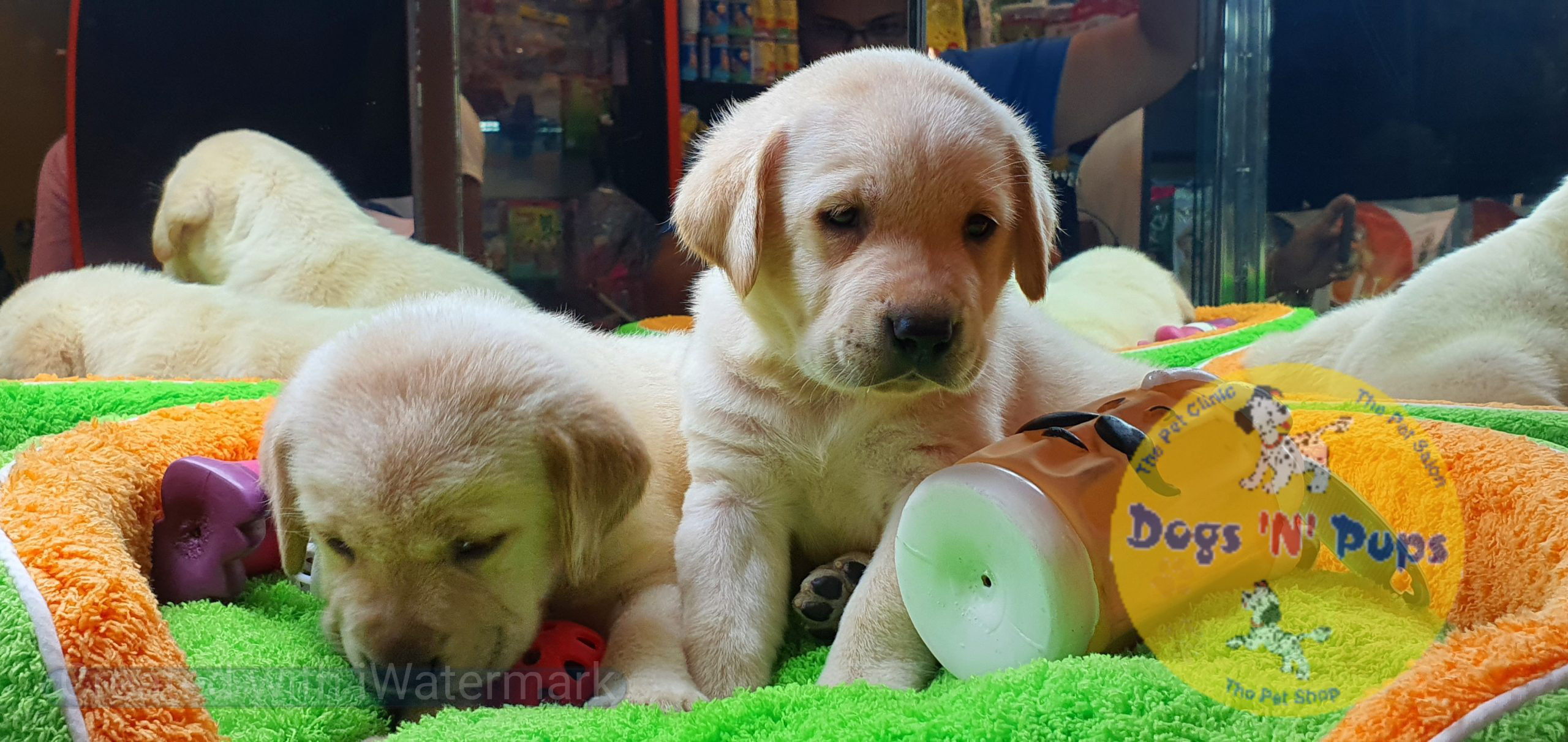 Labrador puppies image 12