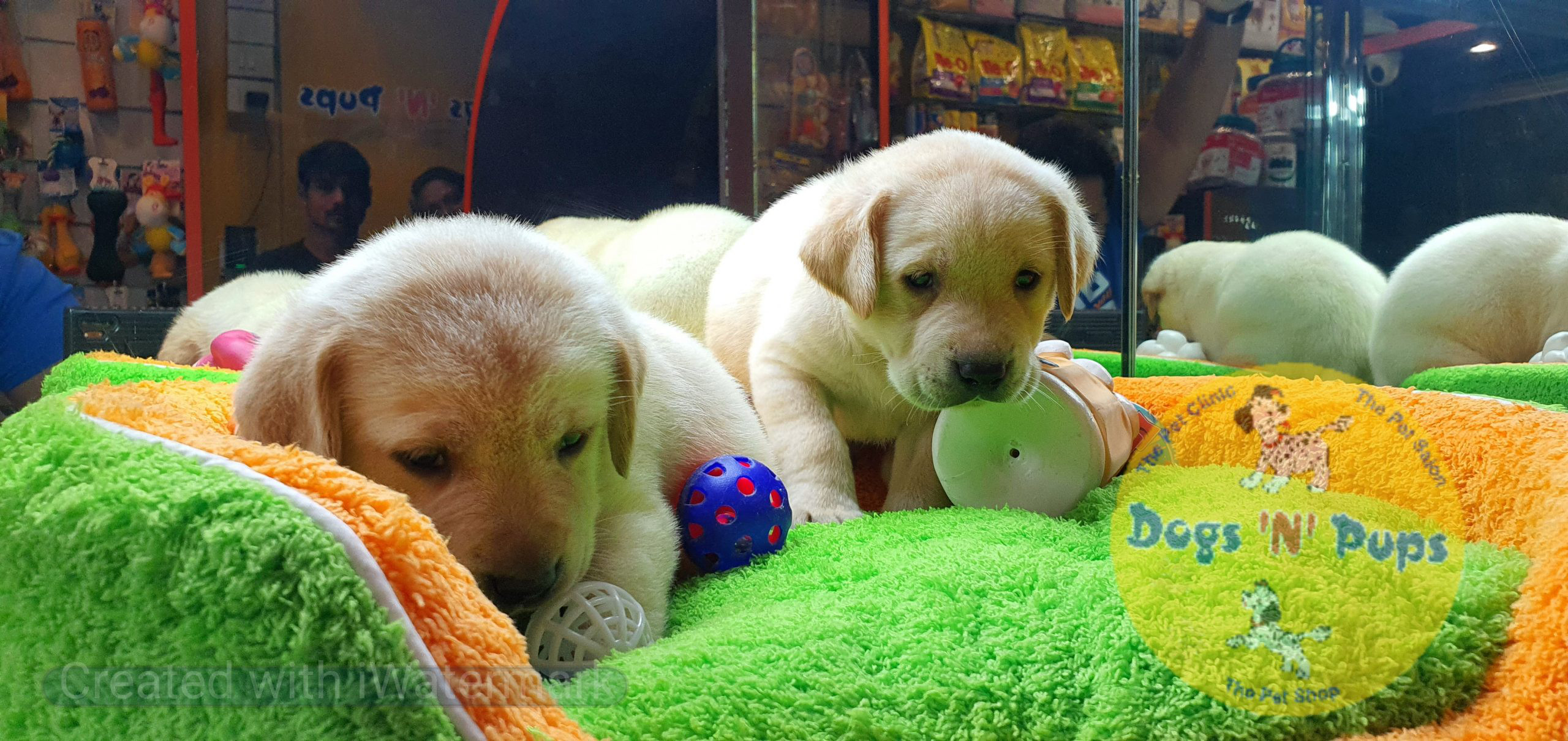 Labrador puppies image 13