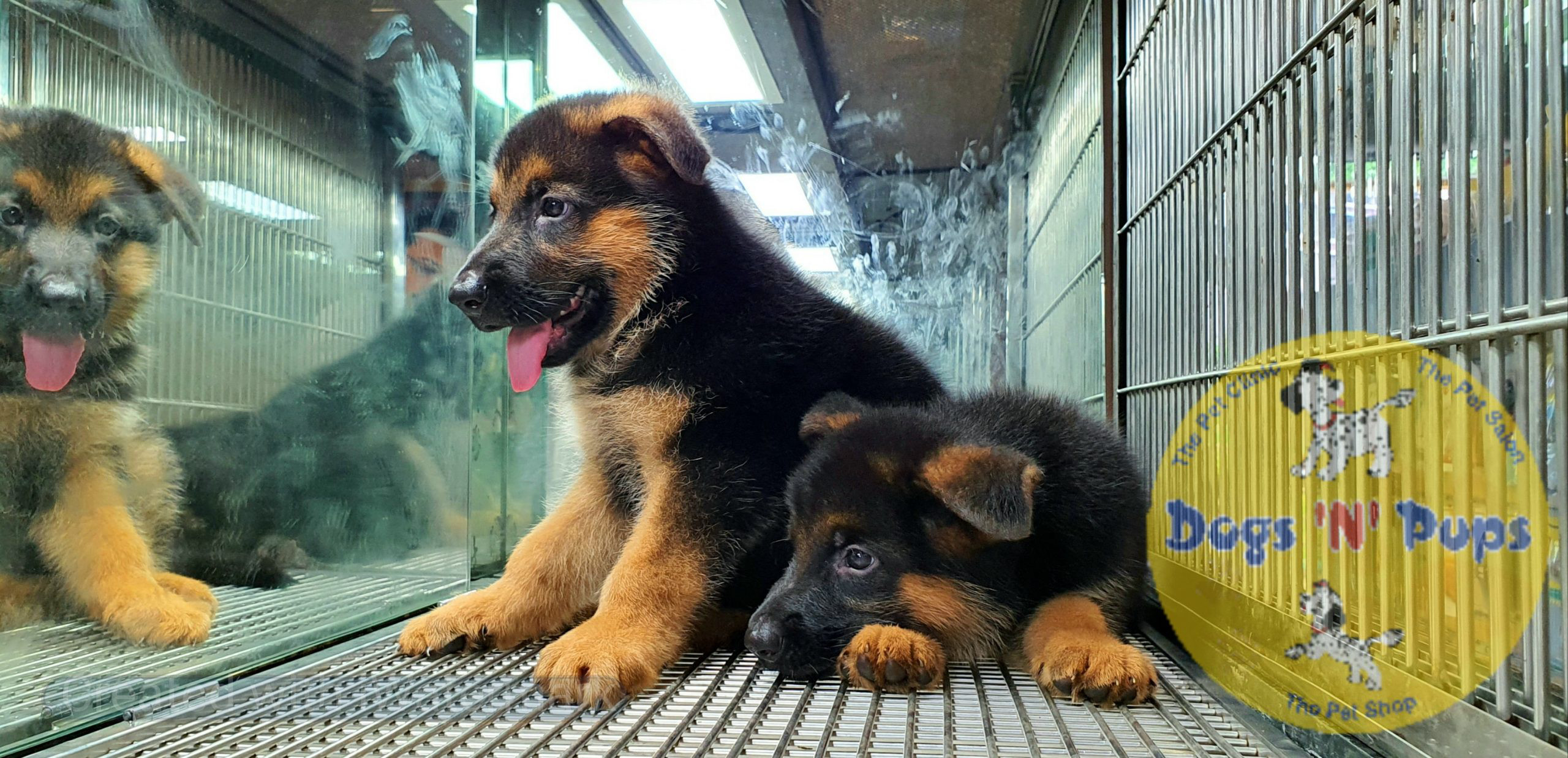 next dog posted image