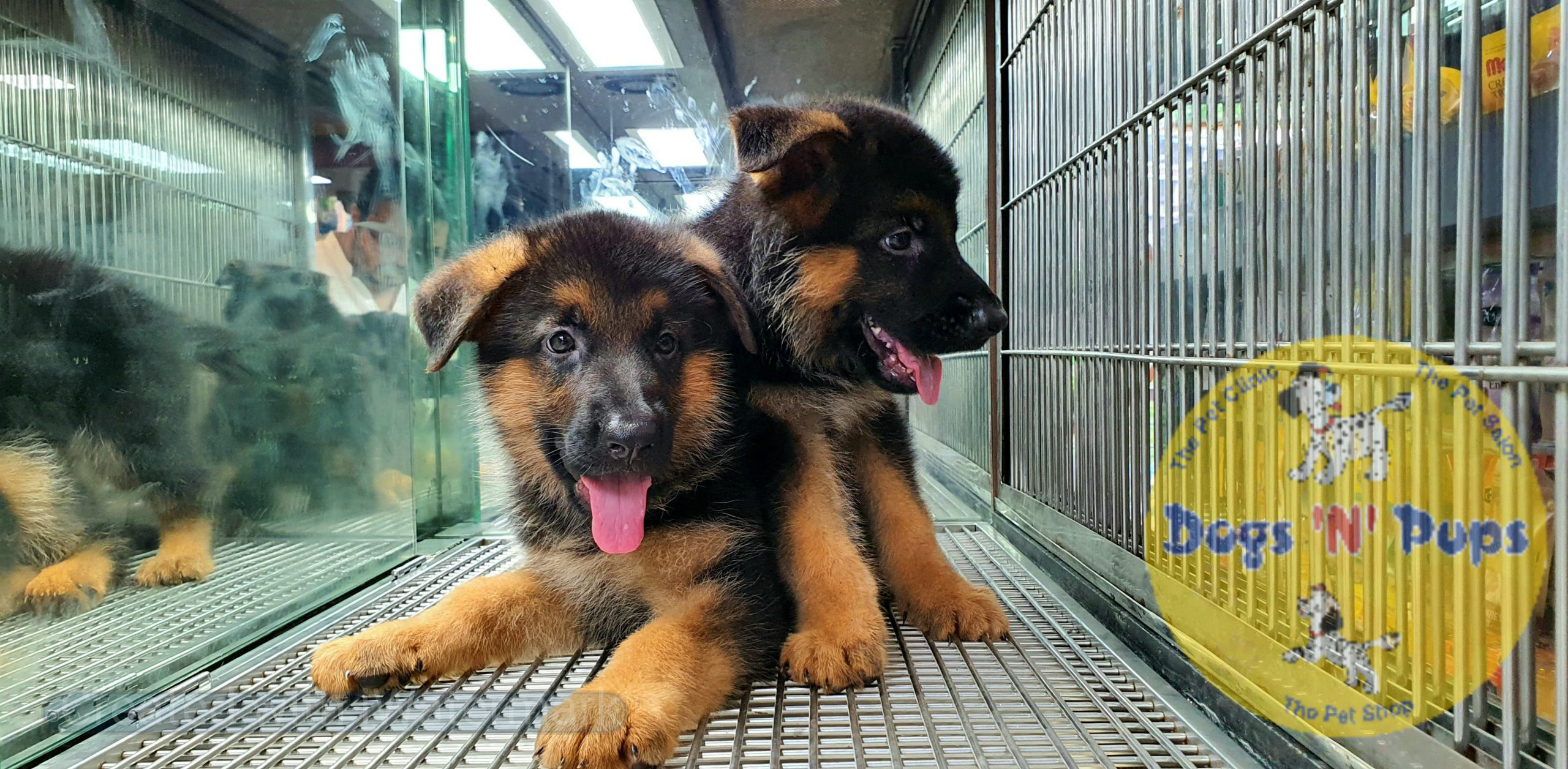German shepherd puppies image 3