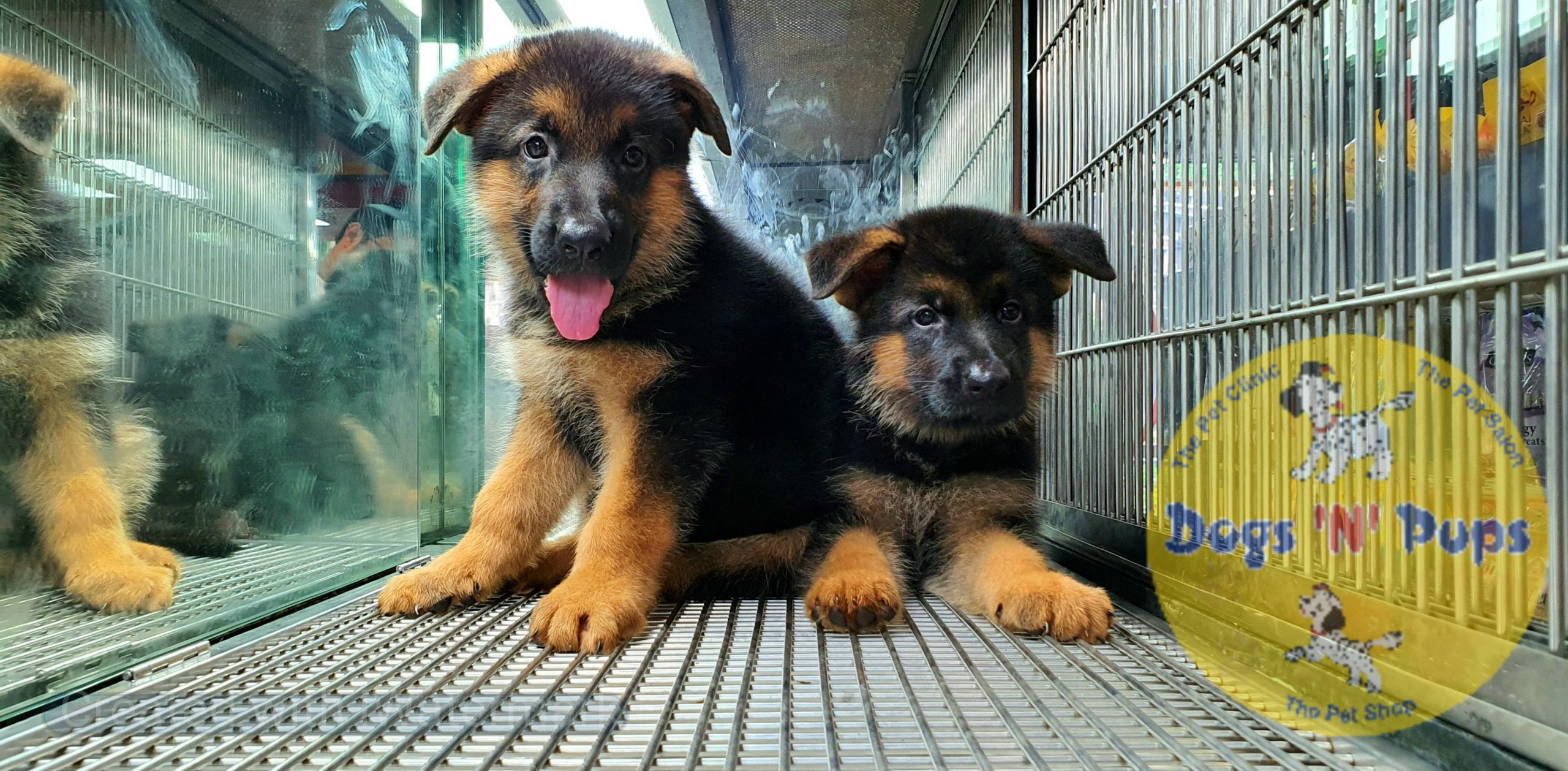 German shepherd puppies image 4