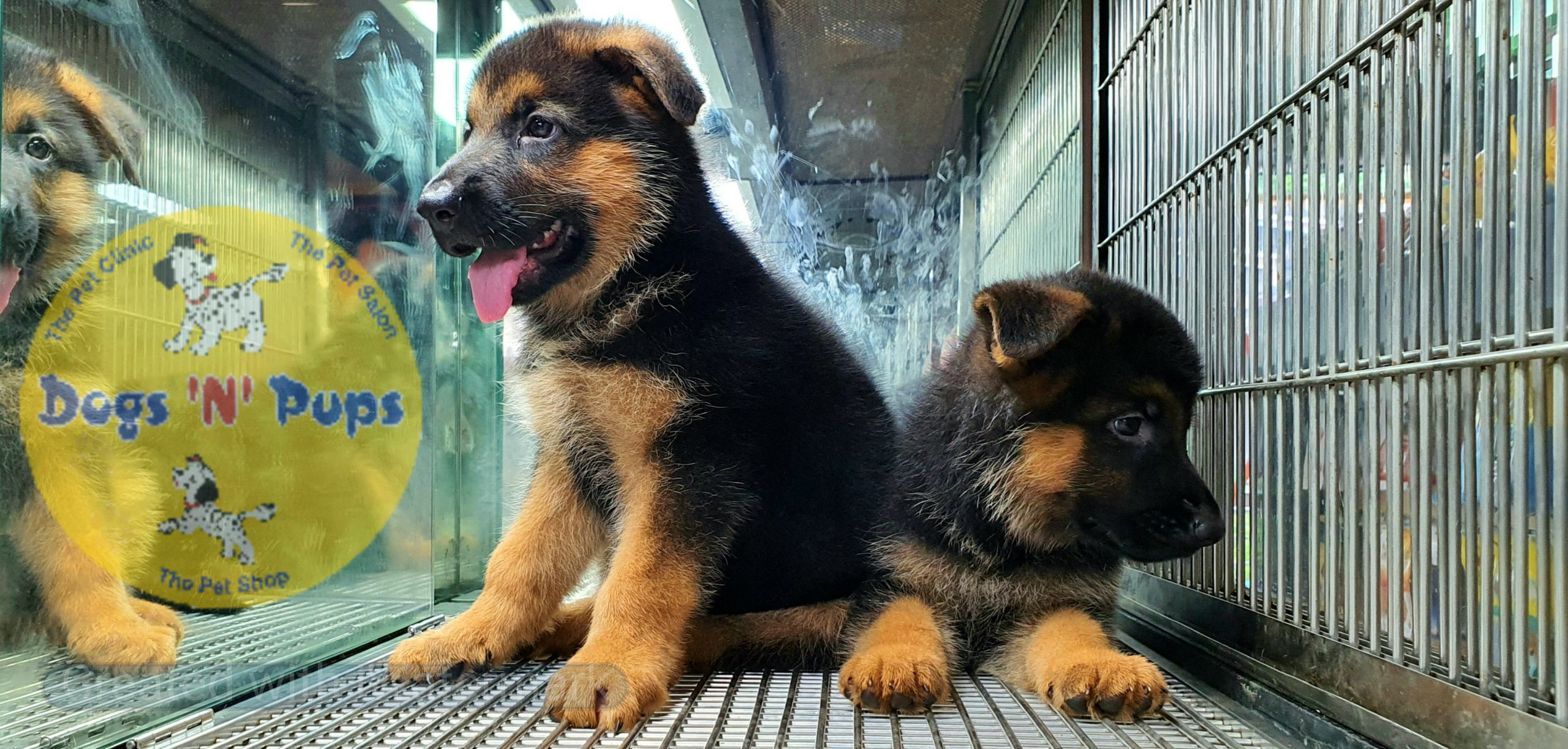 German shepherd puppies image 5