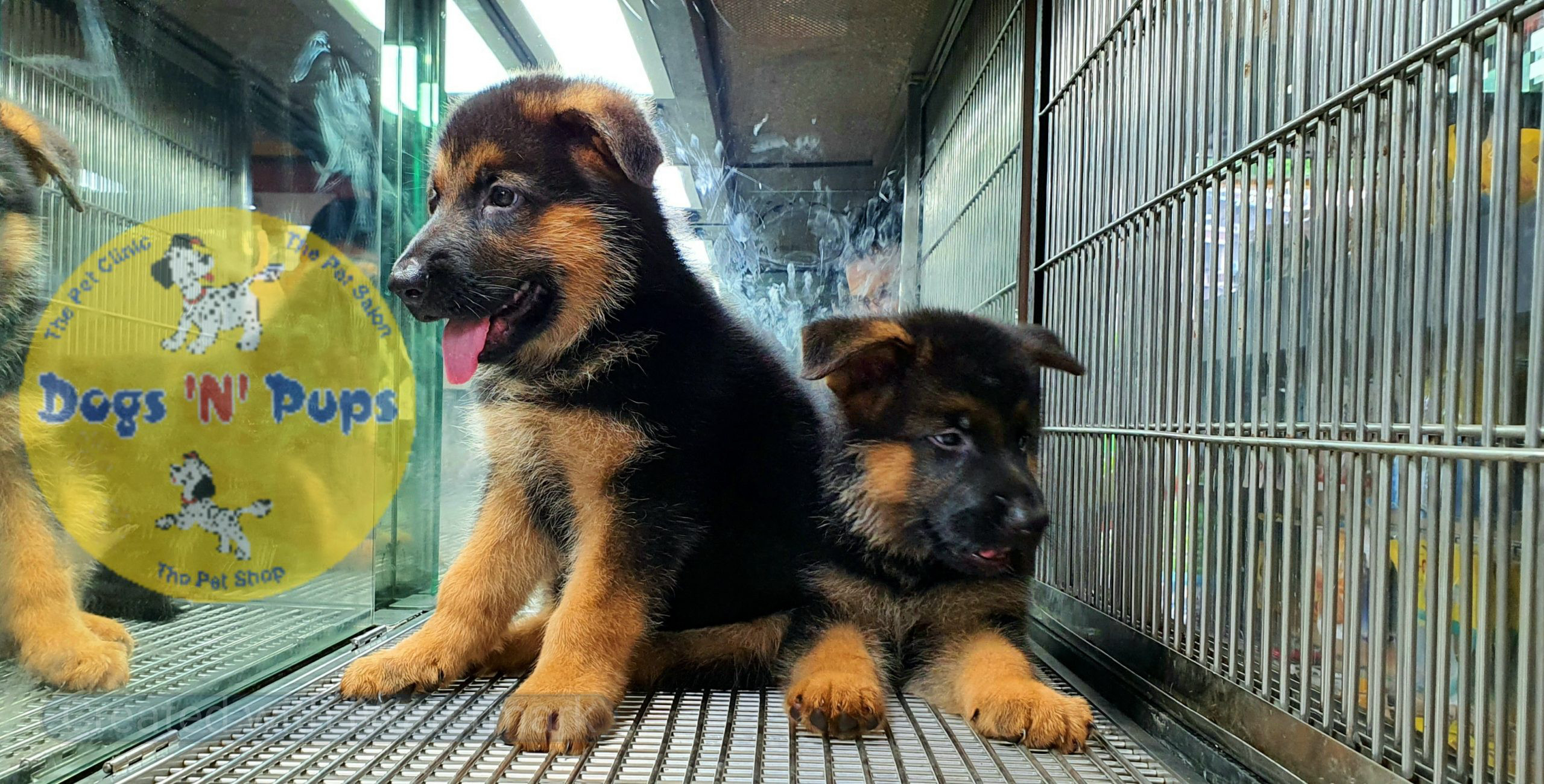 German shepherd puppies image 6