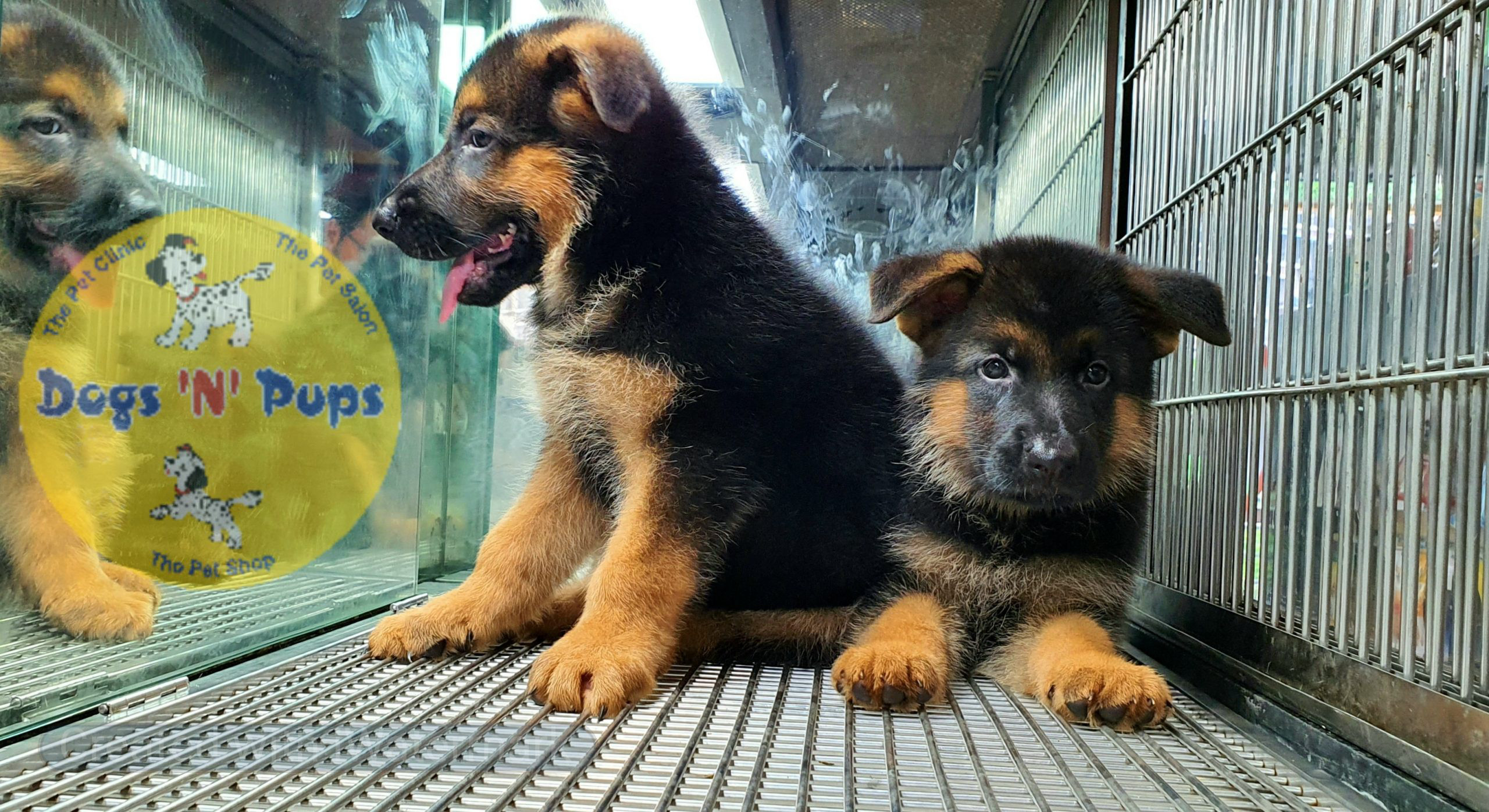 German shepherd puppies image 7