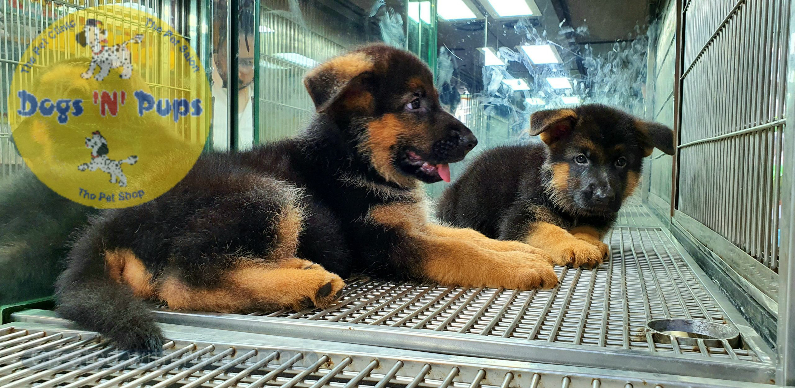 German shepherd puppies image 9