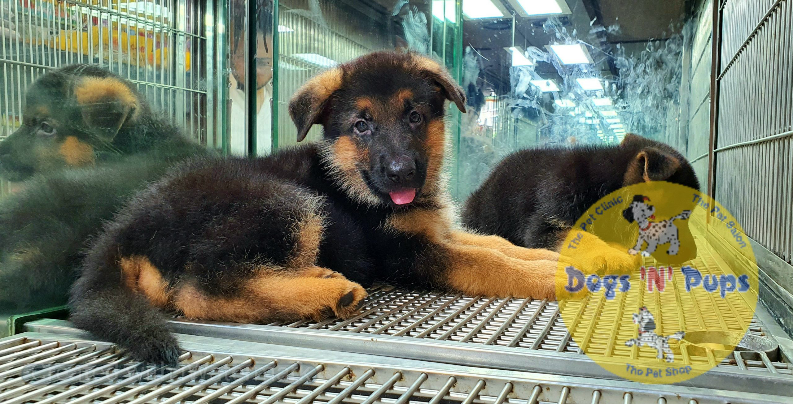 German shepherd puppies image 10