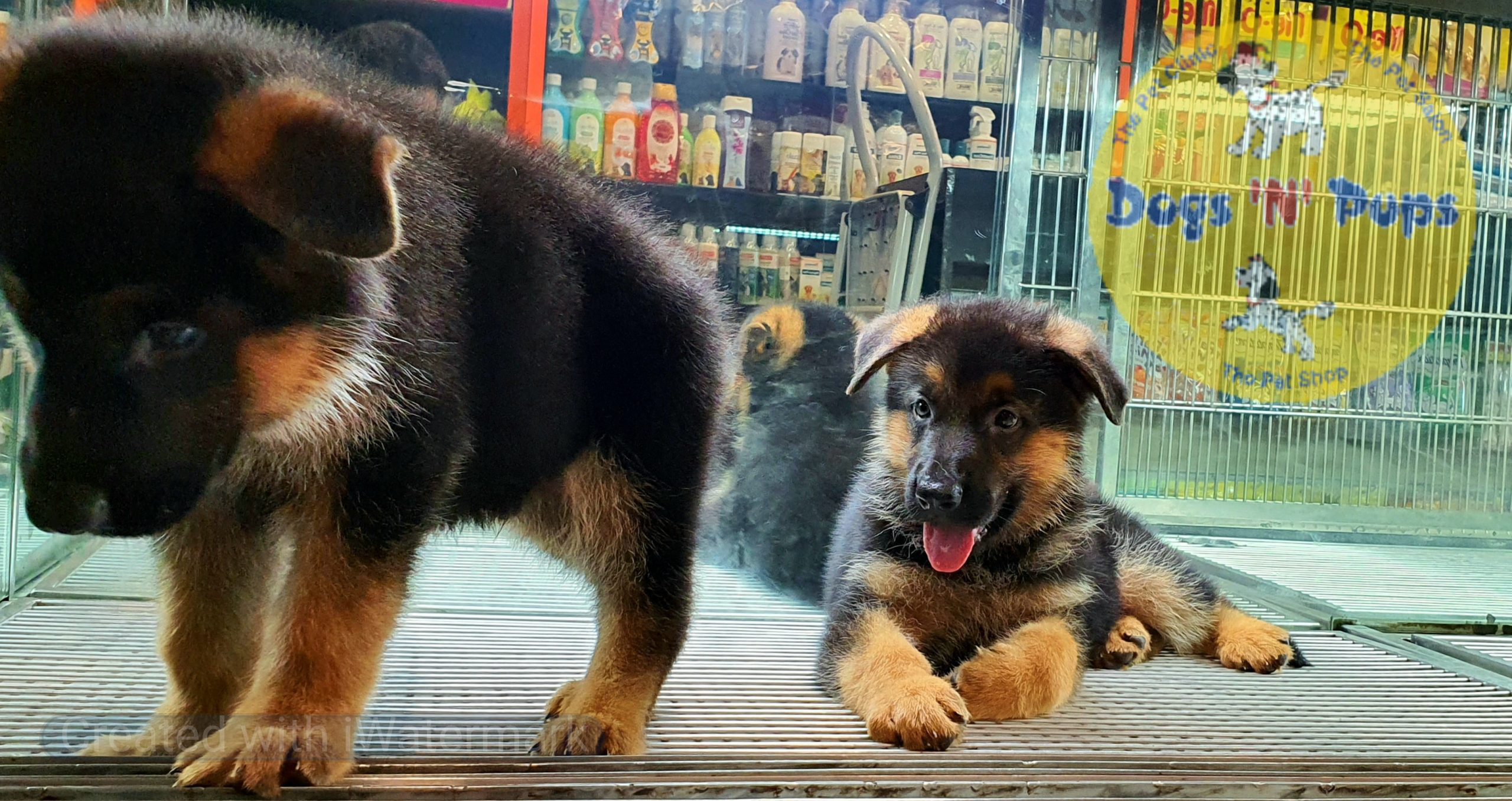 German shepherd puppies image 13