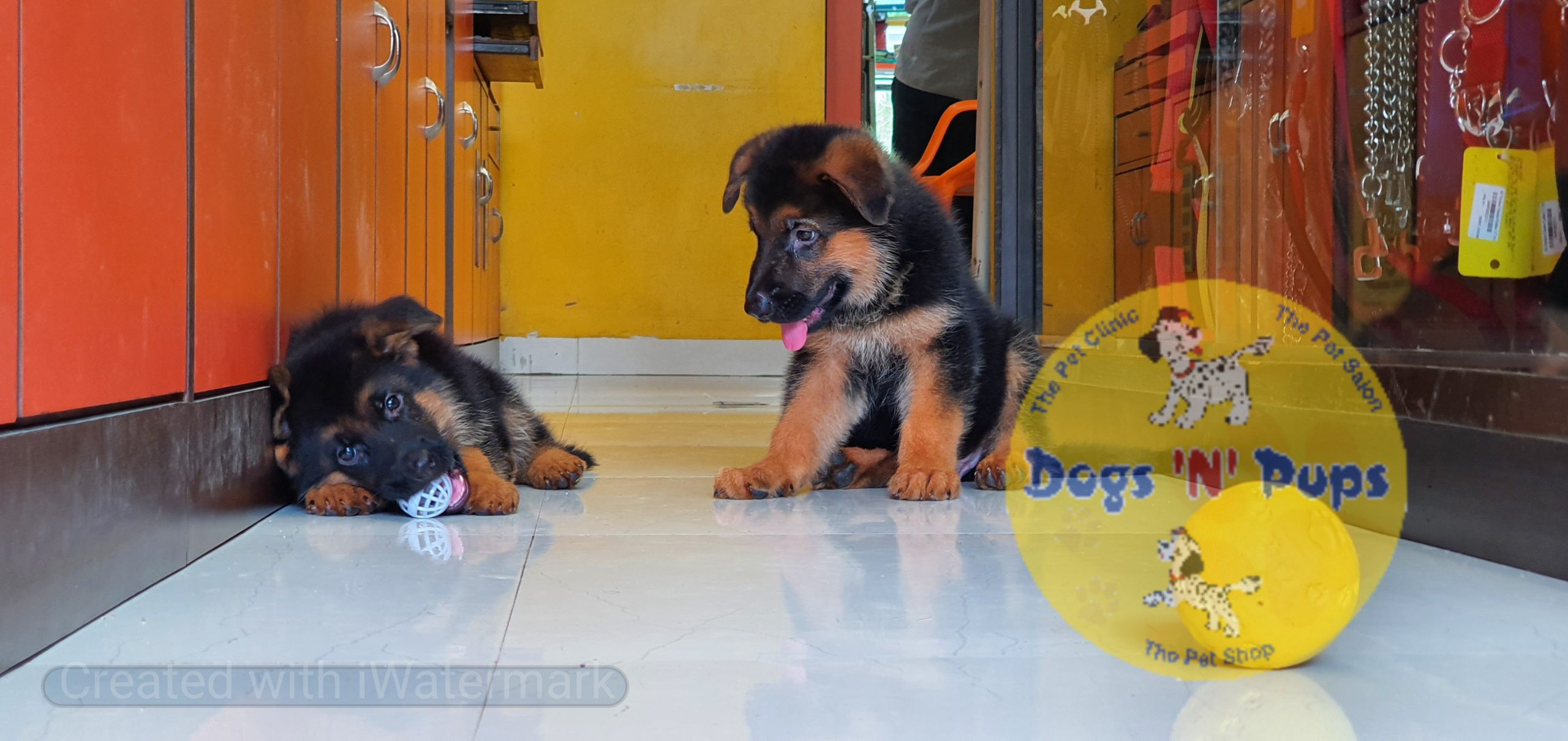 German shepherd puppies image 14