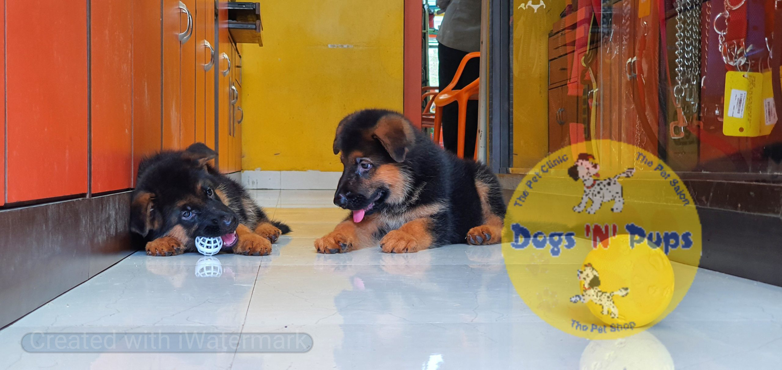 German shepherd puppies image 16