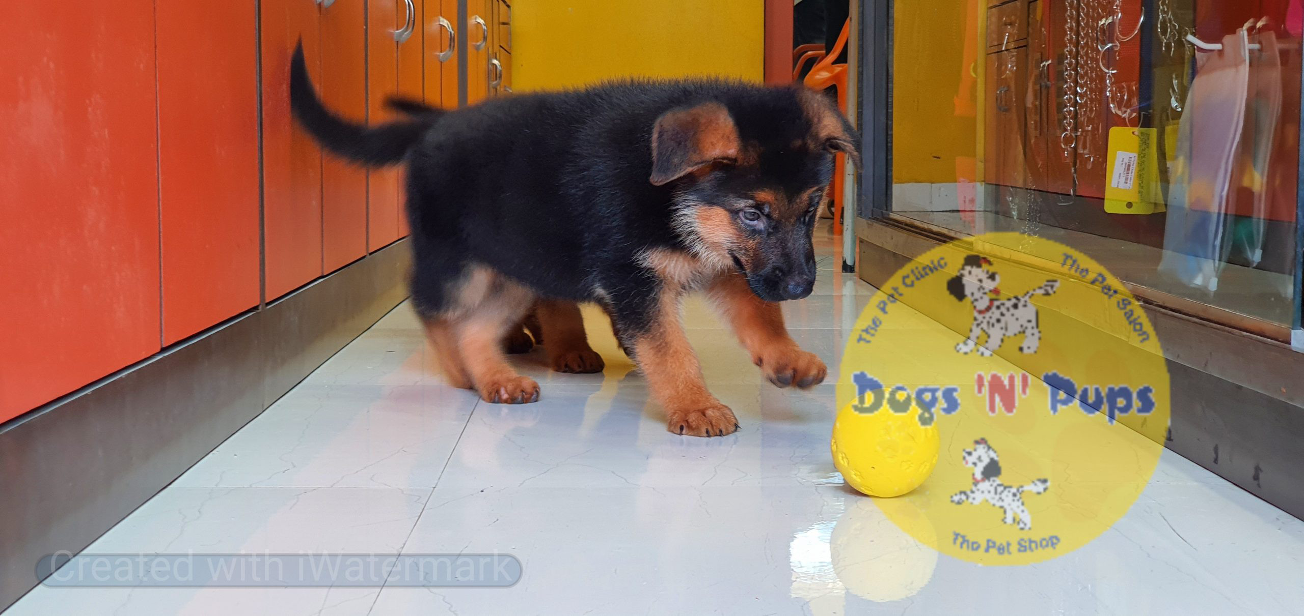 German shepherd puppies image 17