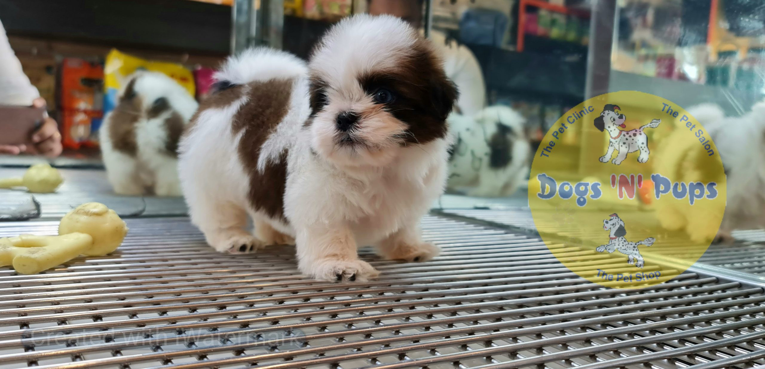 prev dog posted image