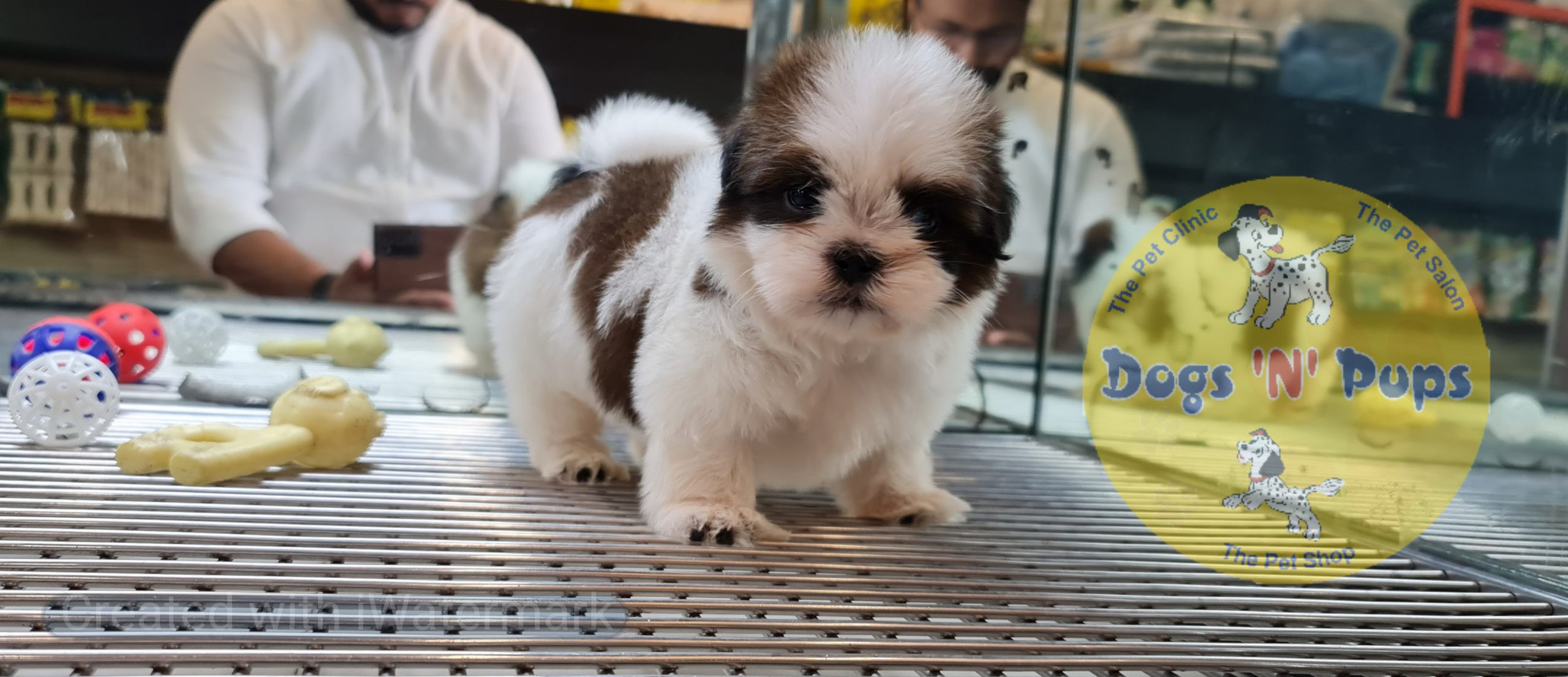 Shihtzu image 3