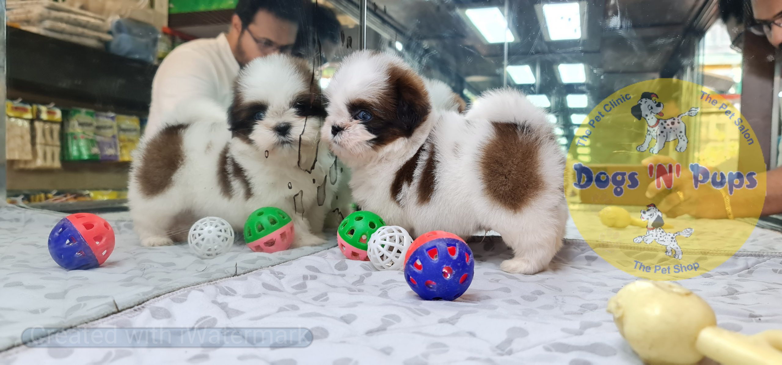 Shihtzu image 6