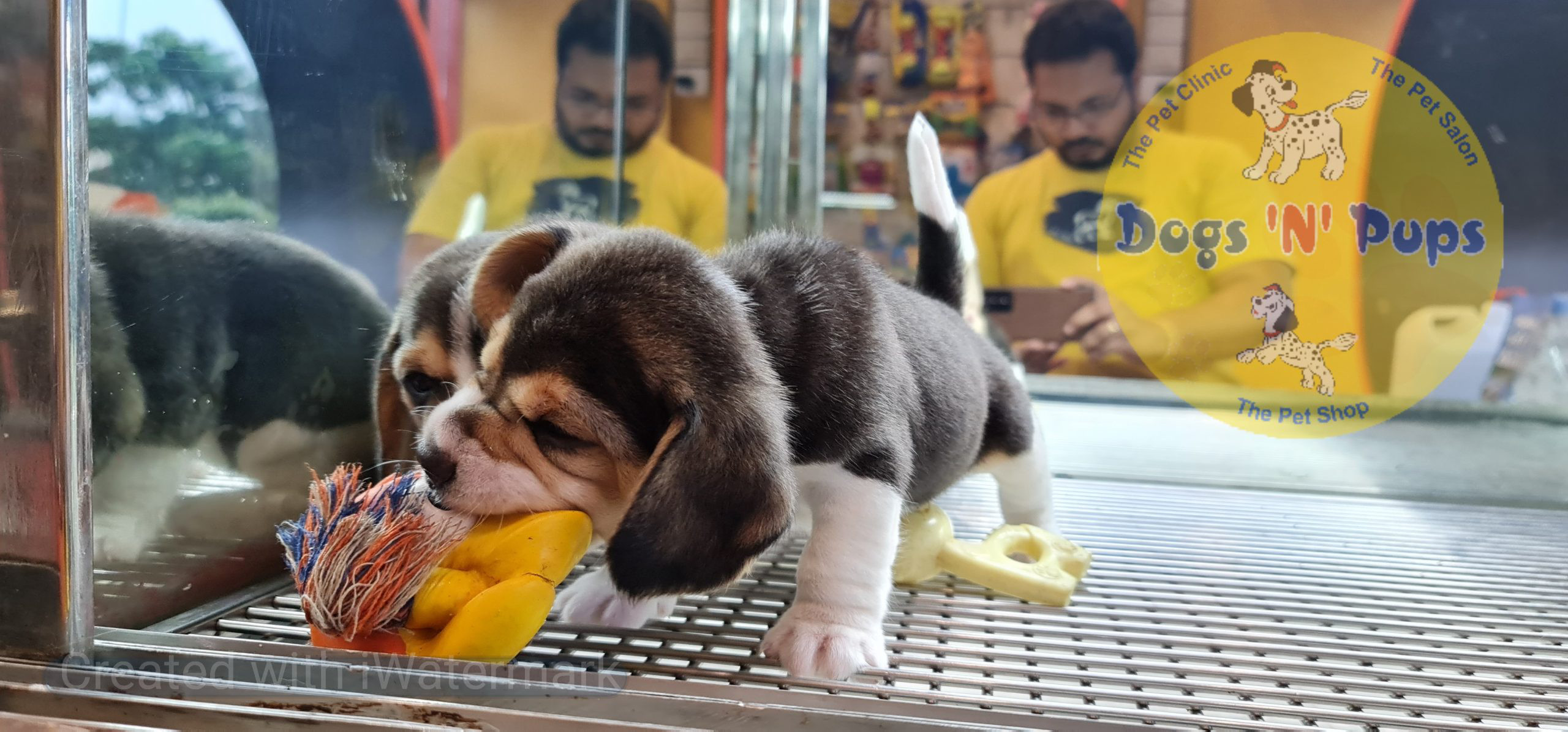 pet Beagle puppies header image