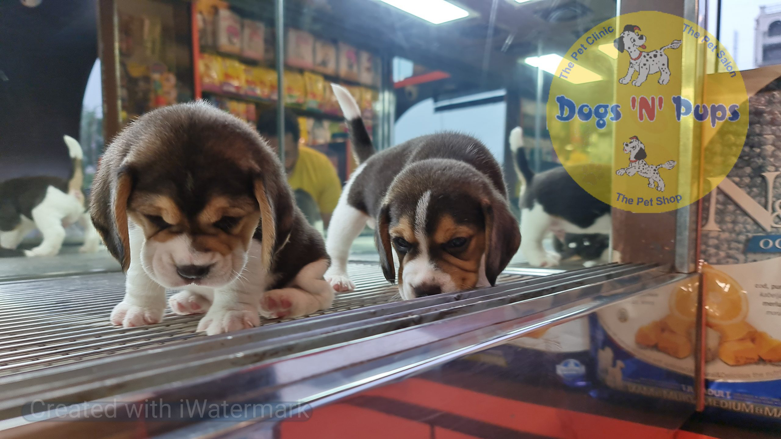 Beagle puppies image 2