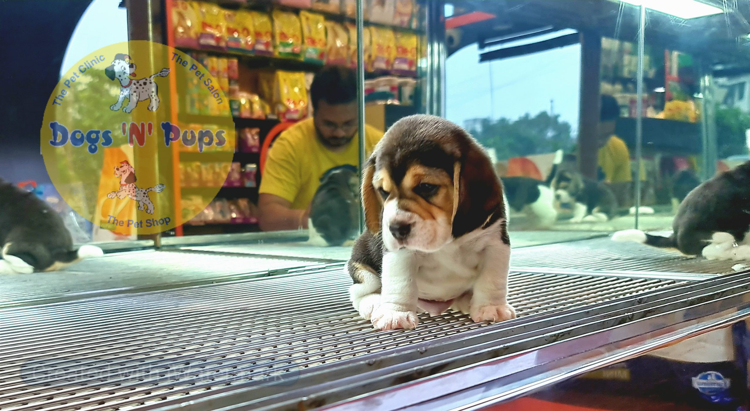 Beagle puppies image 3