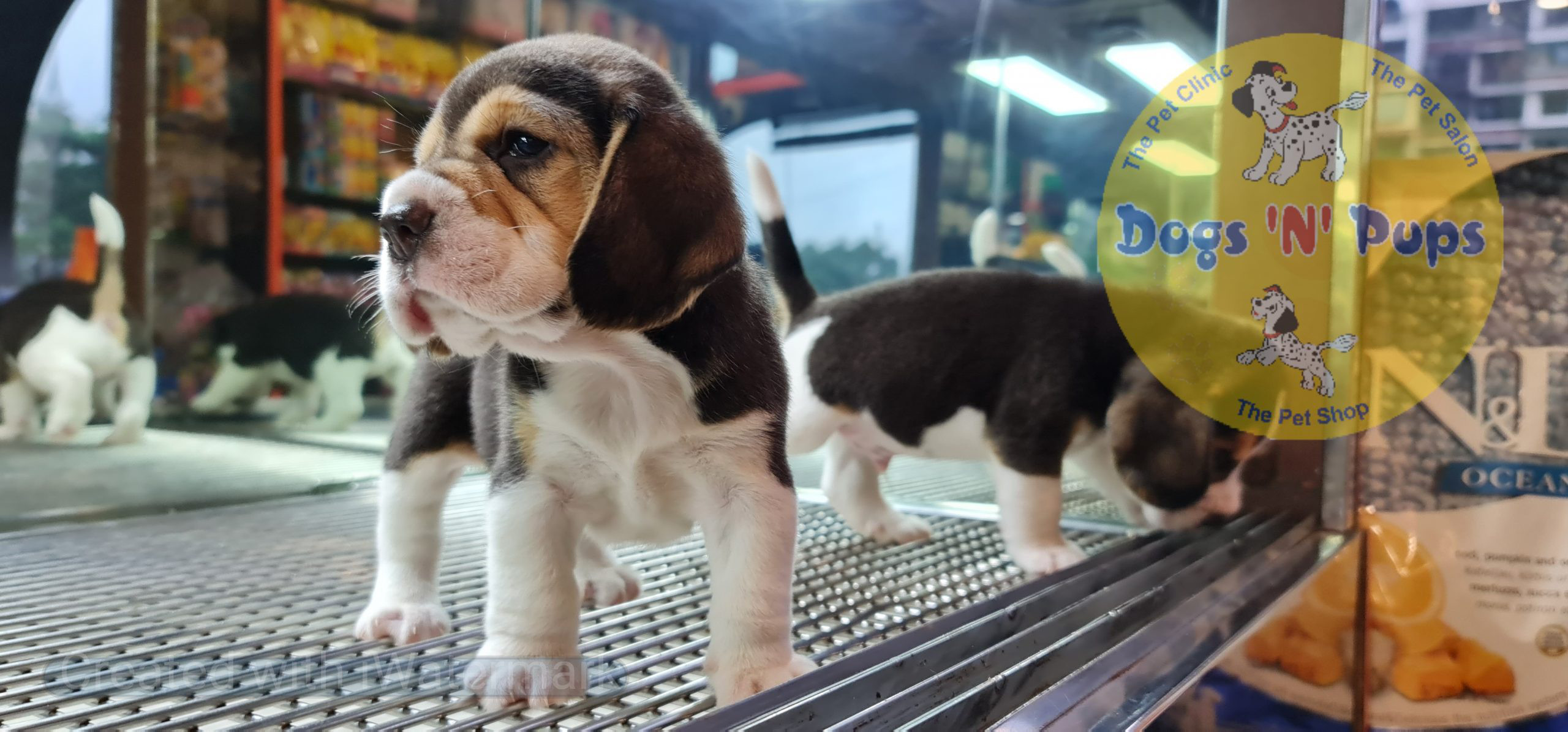 Beagle puppies image 4