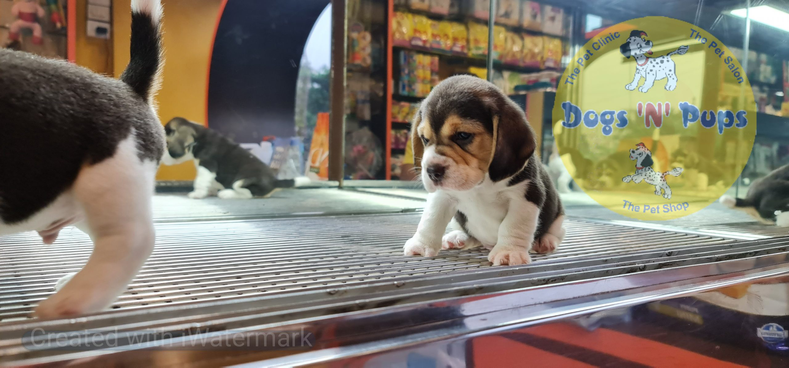 Beagle puppies image 5