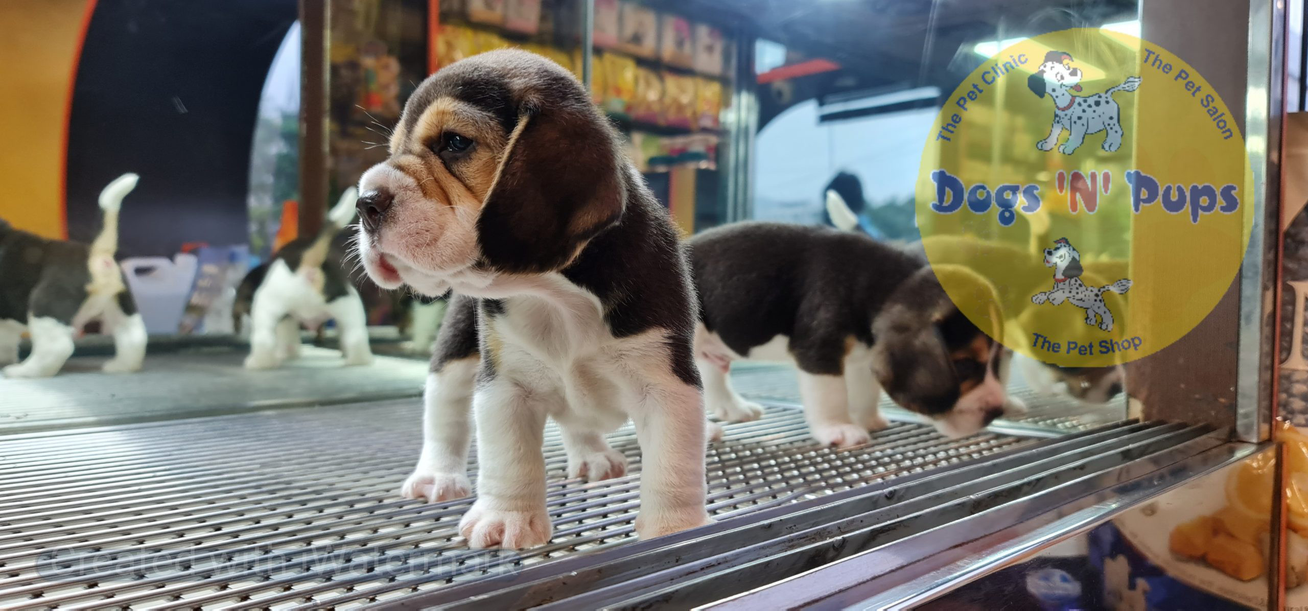 Beagle puppies image 6