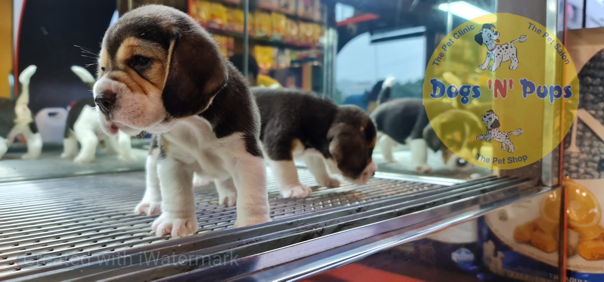 Beagle puppies image 7